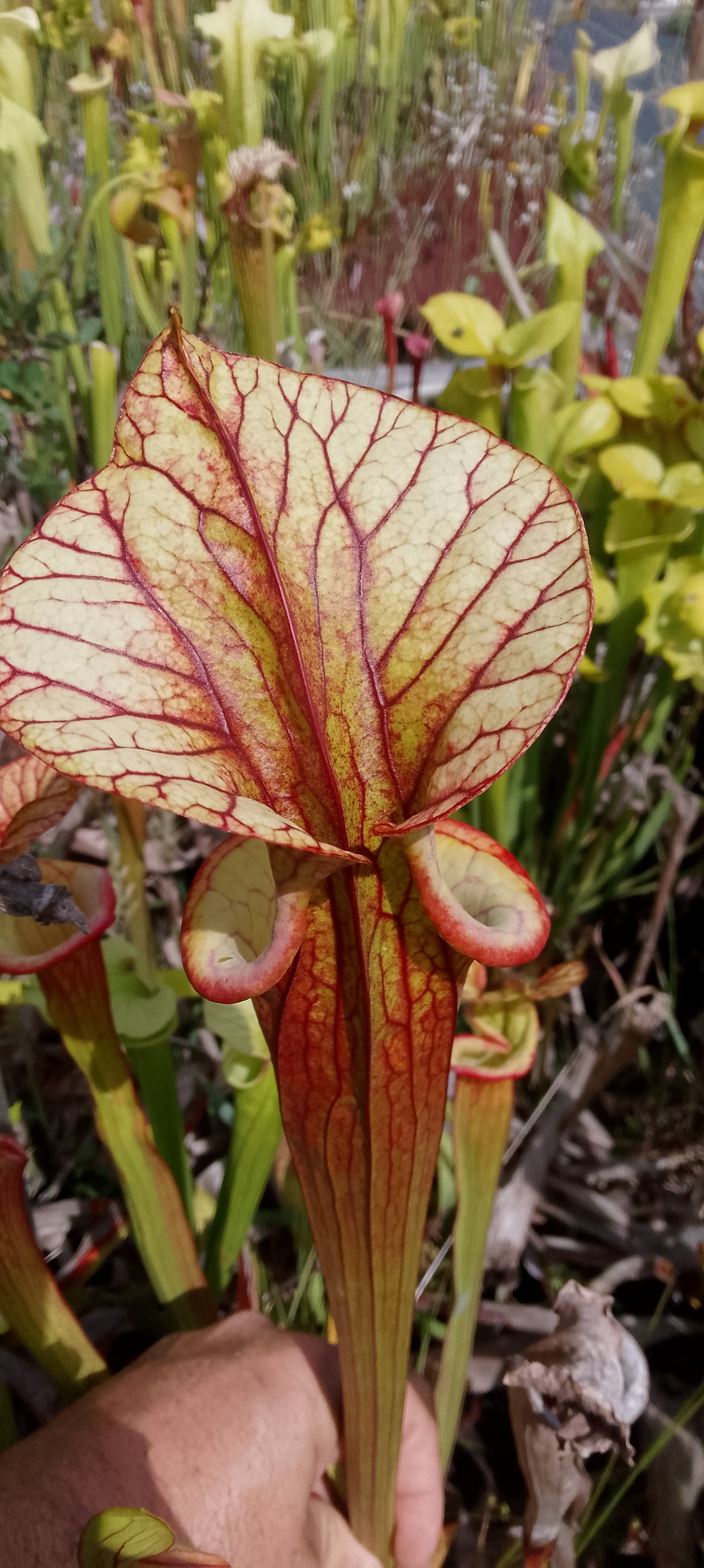 Sarracenia Moorei Adrian Slack x Flava var rubricorpora