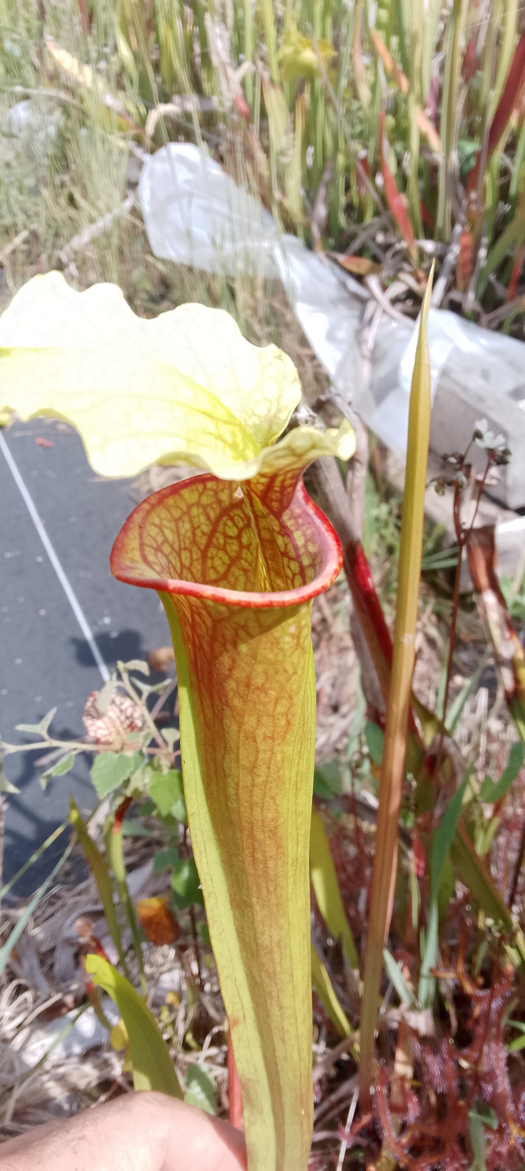 Sarracenia leucophylla Schnell Ghost x Saurus