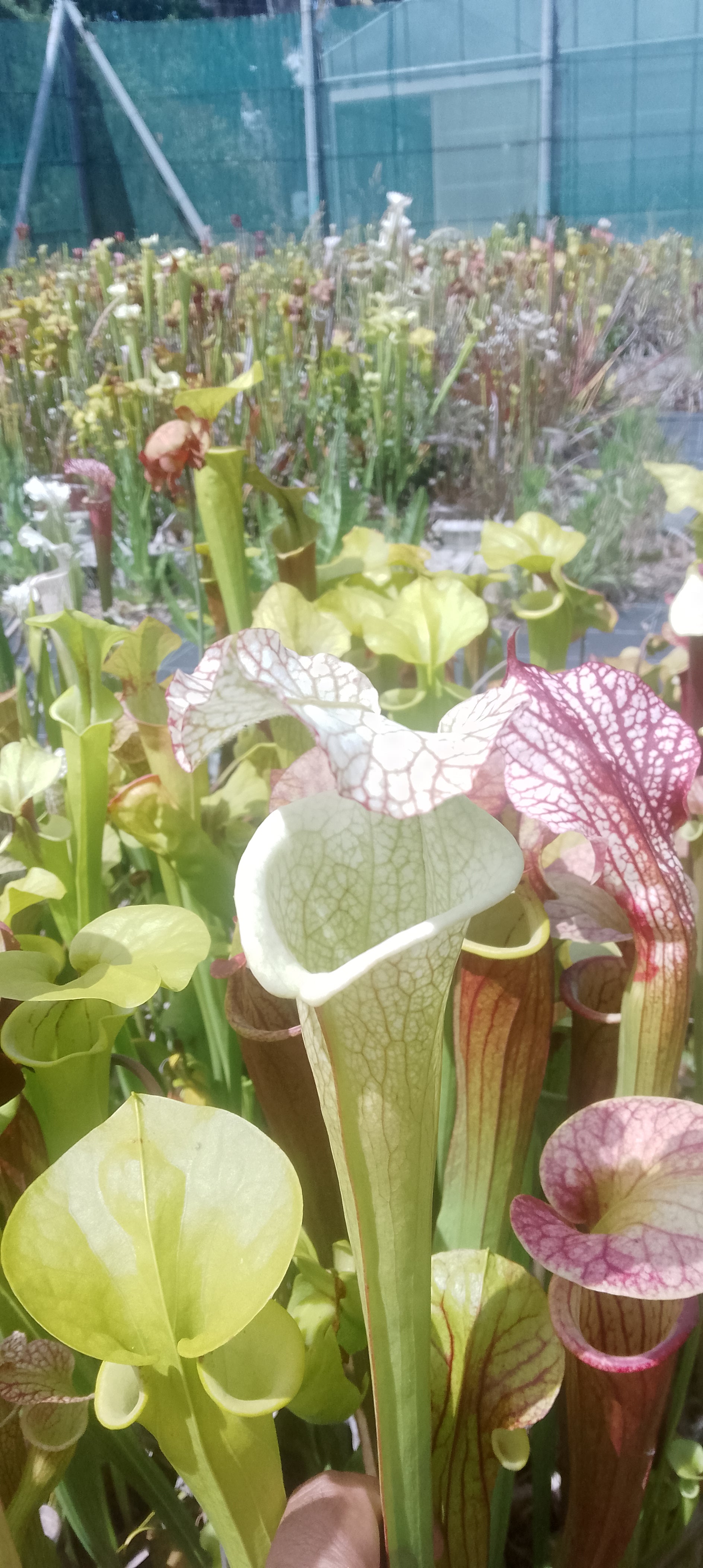 Sarracenia Moorei x Moorei