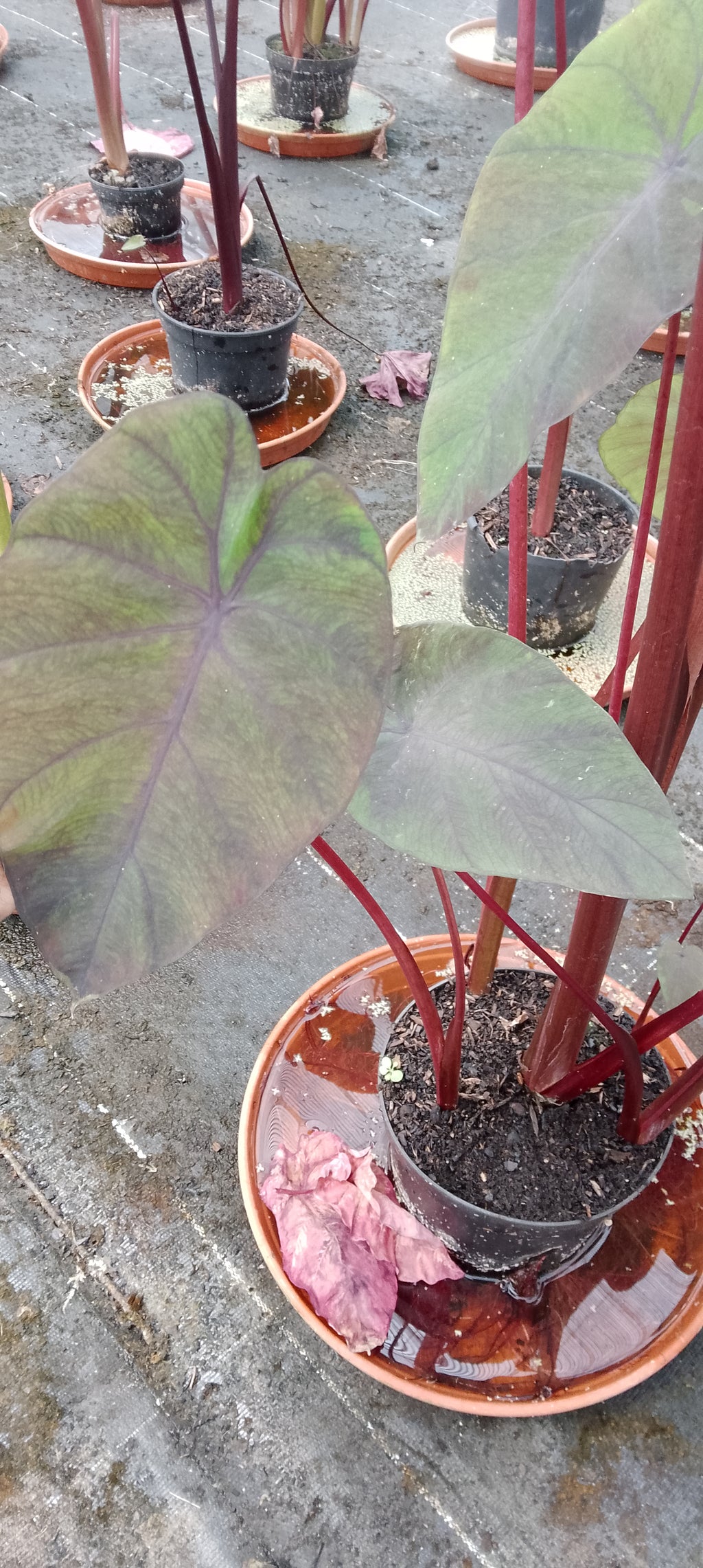 Colocasia Arc en ciel
