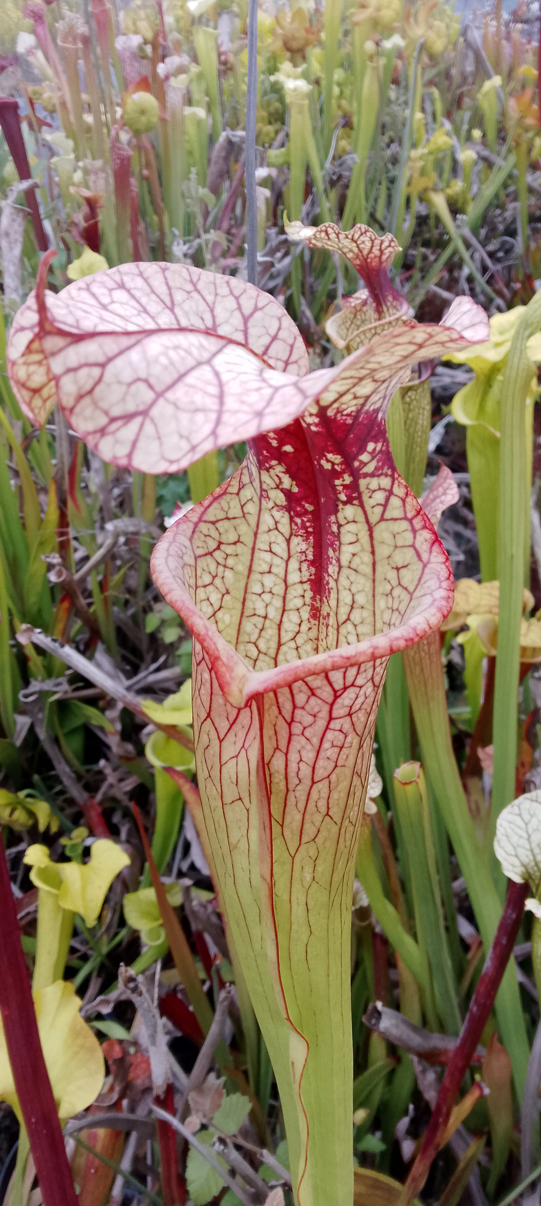 Sarracenia x Moorei