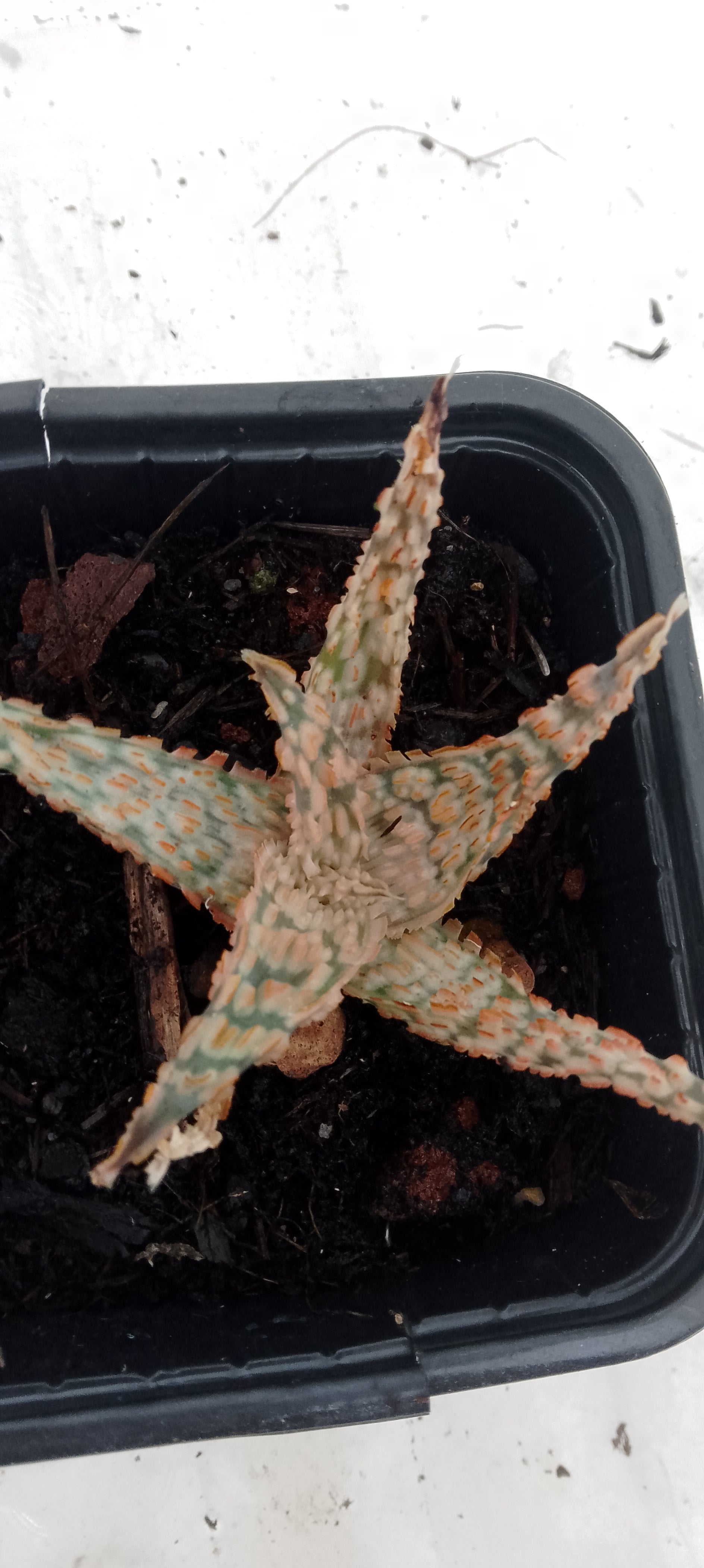 Aloe hybride
