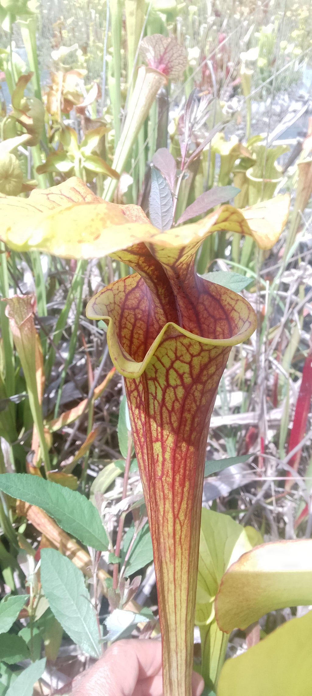 Sarracenia Saurus x Saurus