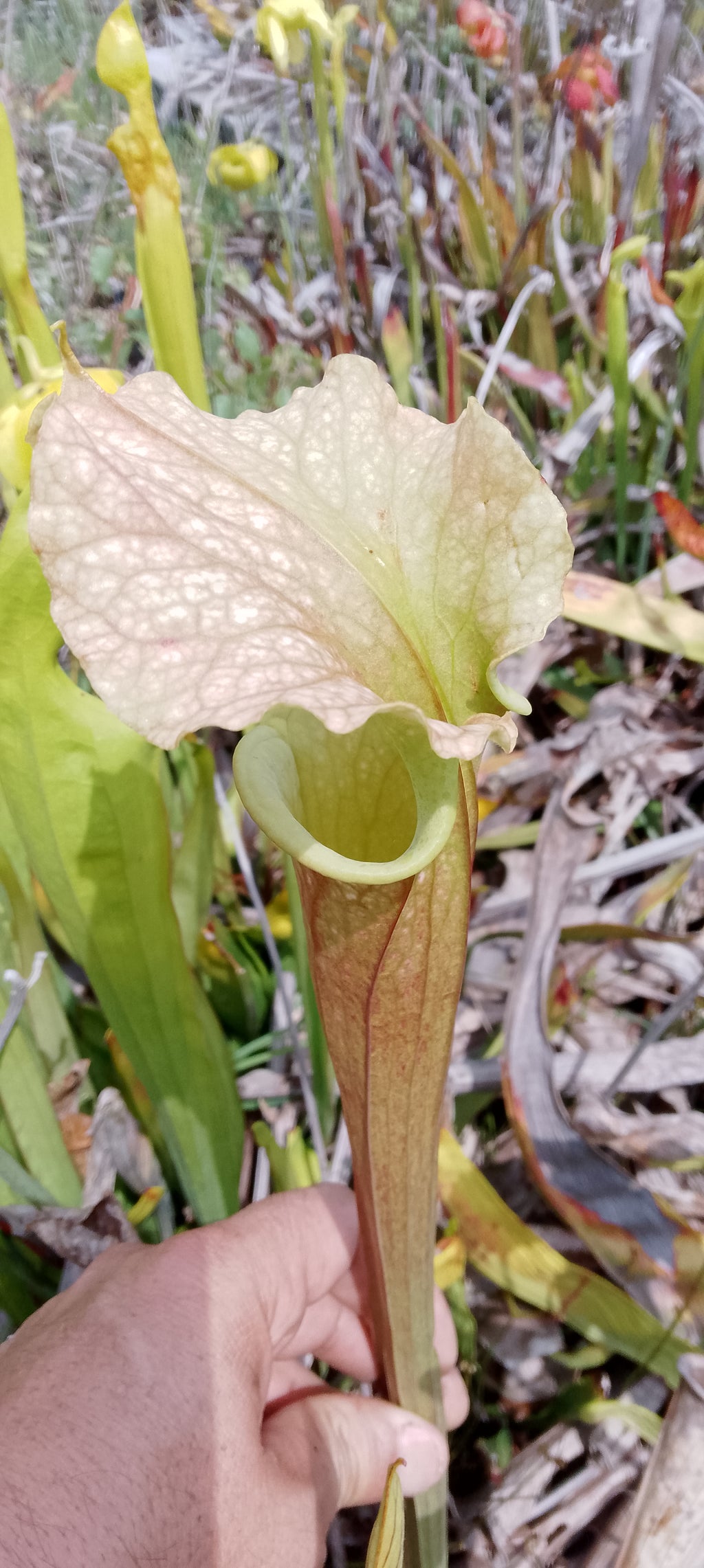 Sarracenia x ( Ananas x Saurus)