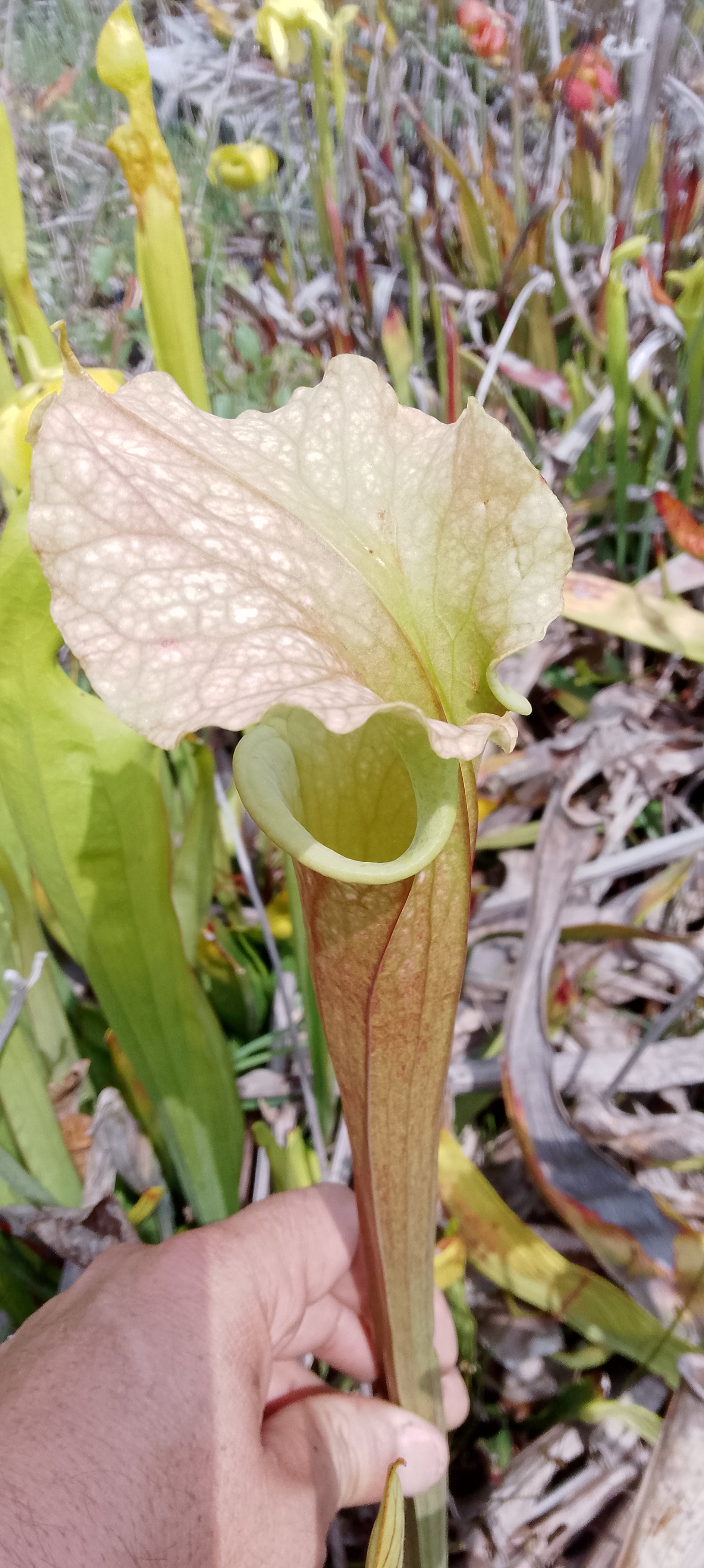 Sarracenia x ( Ananas x Saurus)