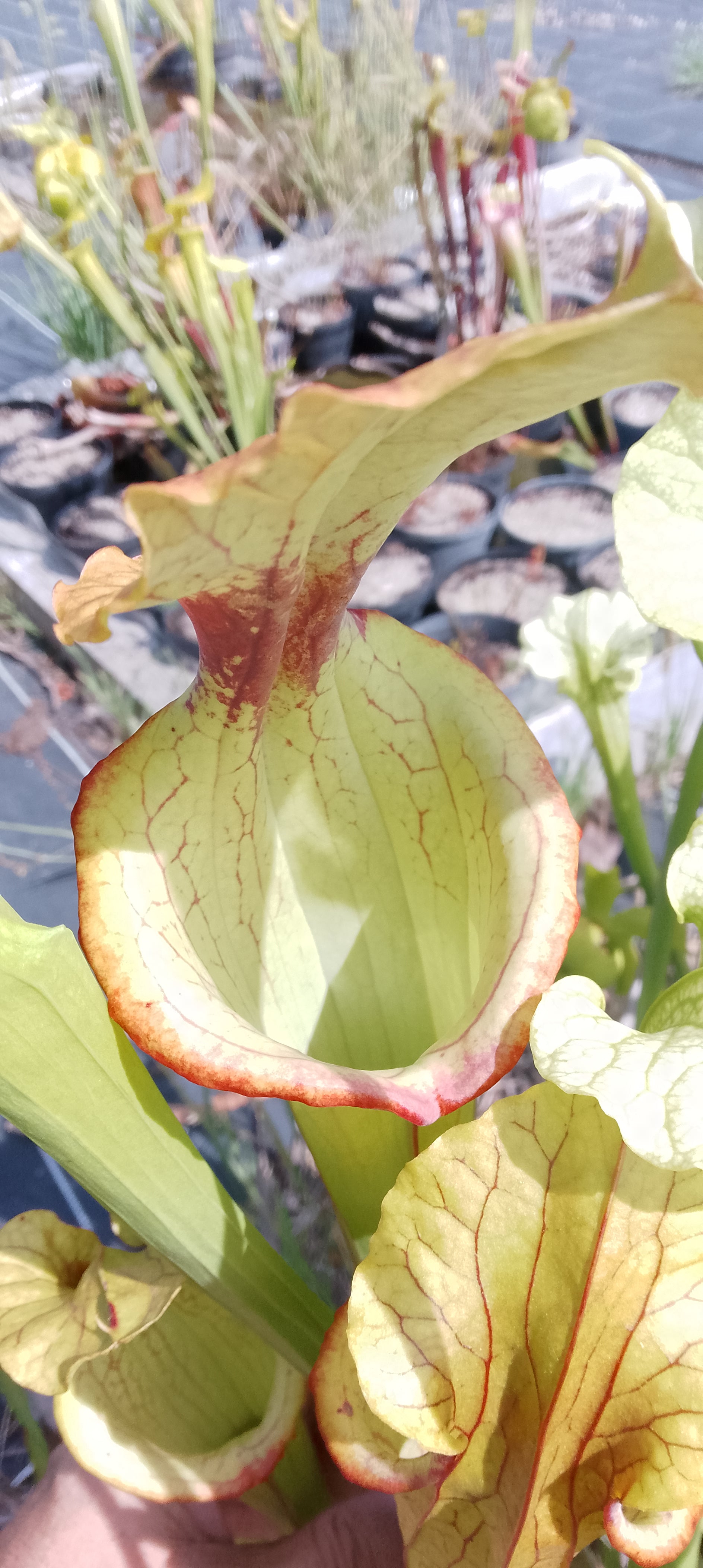 Sarracenia Flava cuprea x Moorei Adrian Slack