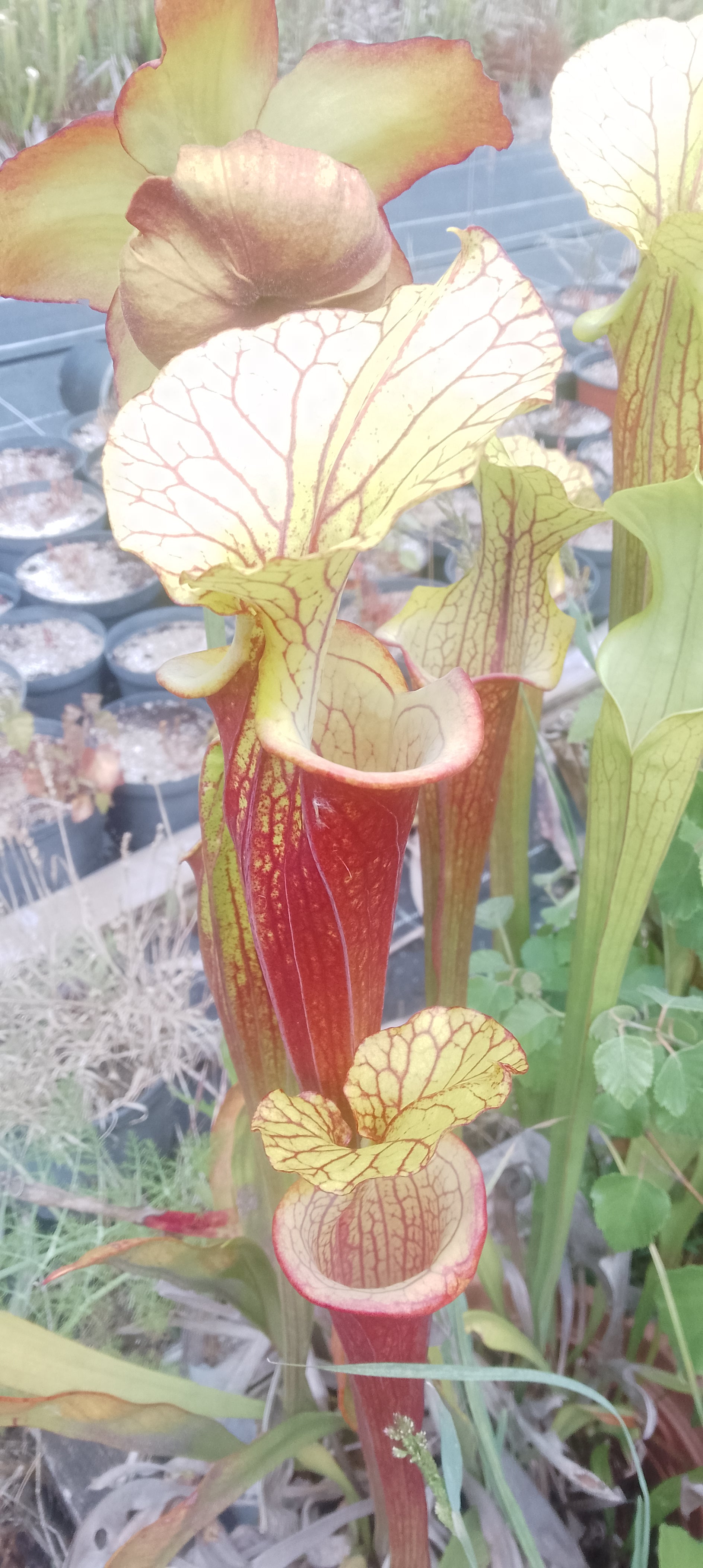 Sarracenia x hybride ''capuchon jaune''