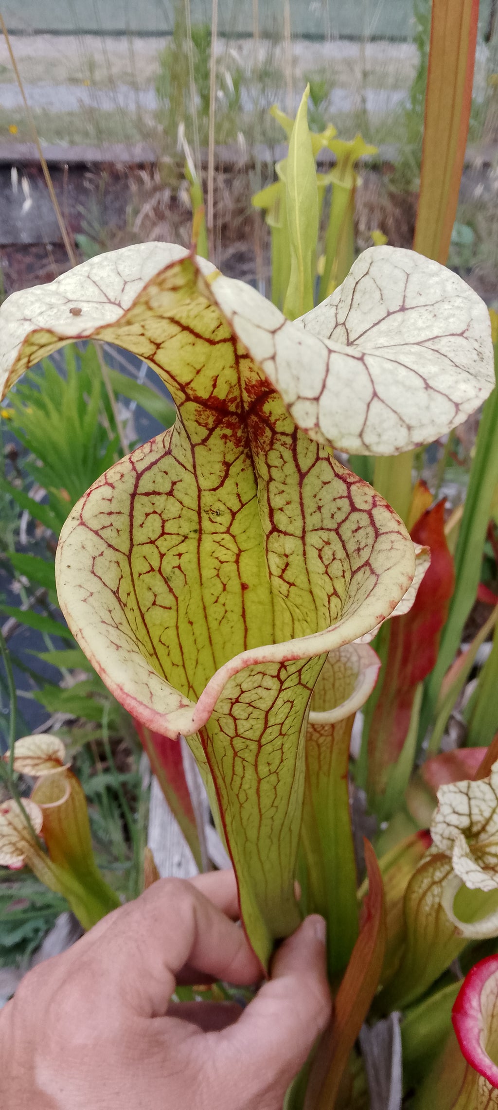 Sarracenia x (Adrian Slack x Leah Wilkerson) x Adrian Slack