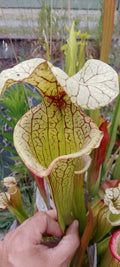 Sarracenia x (Adrian Slack x Leah Wilkerson) x Adrian Slack