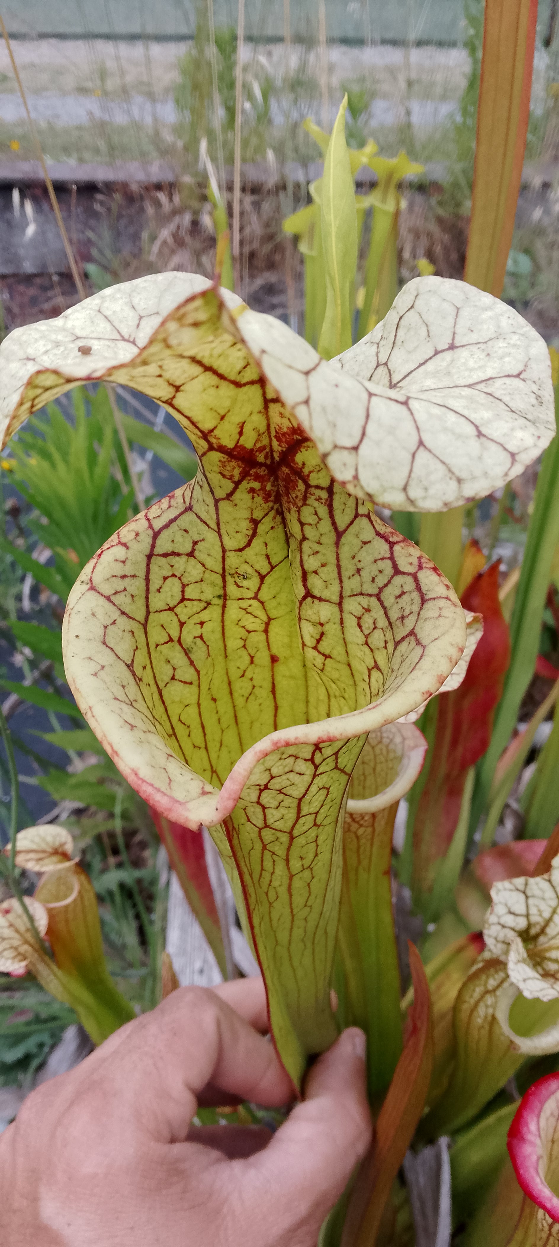 Sarracenia x (Adrian Slack x Leah Wilkerson) x Adrian Slack