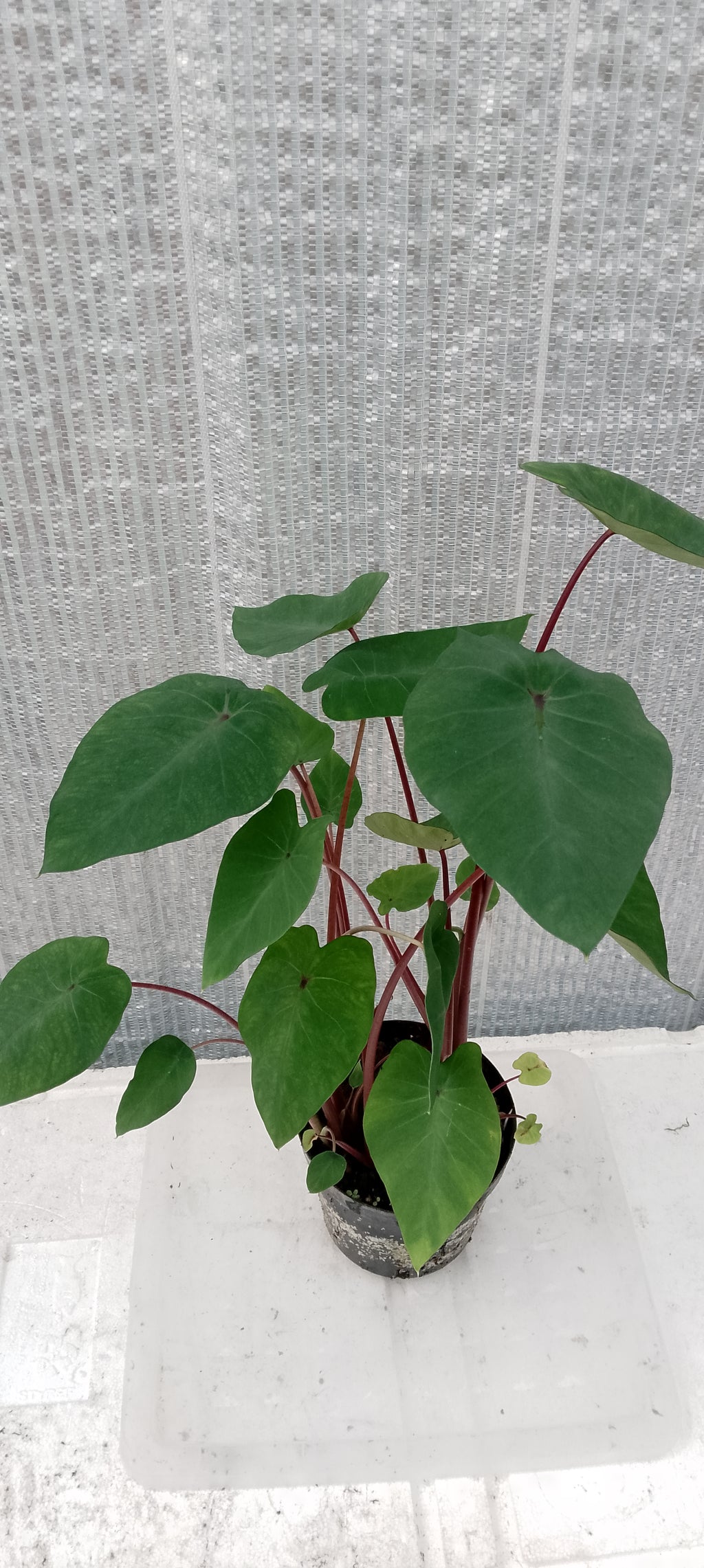 Colocasia de semis 3