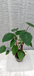 Colocasia de semis 3