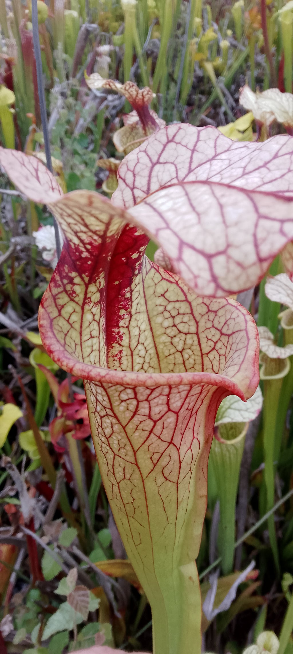Sarracenia x Moorei