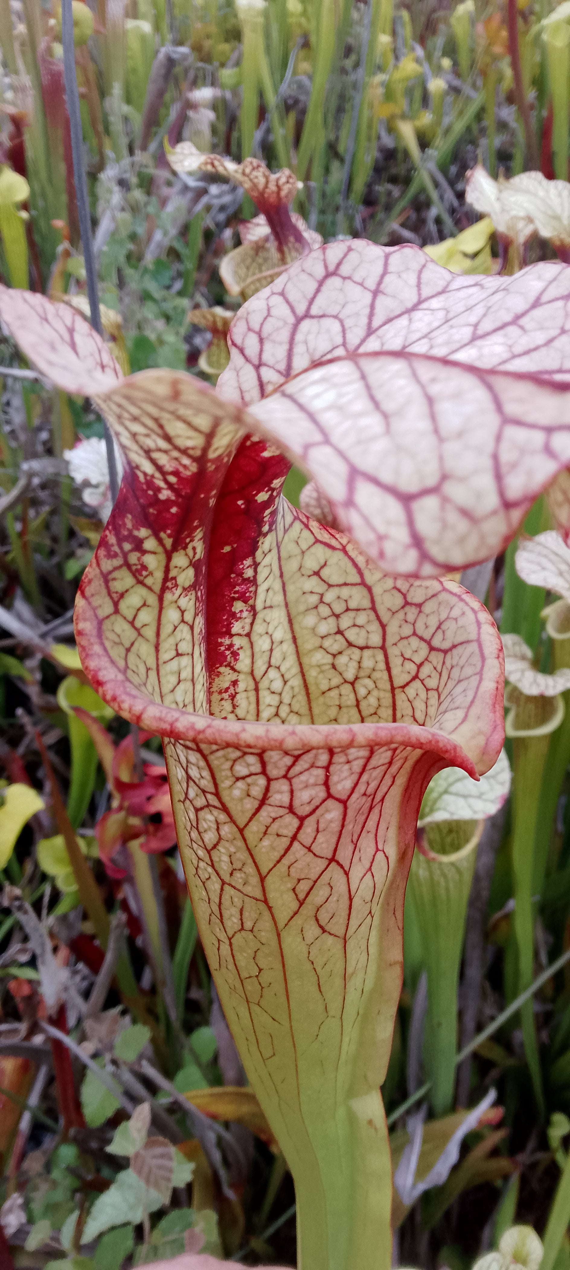 Sarracenia x Moorei
