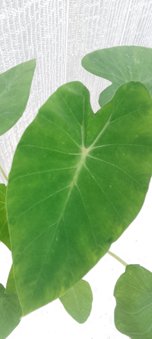 Colocasia de semis 6