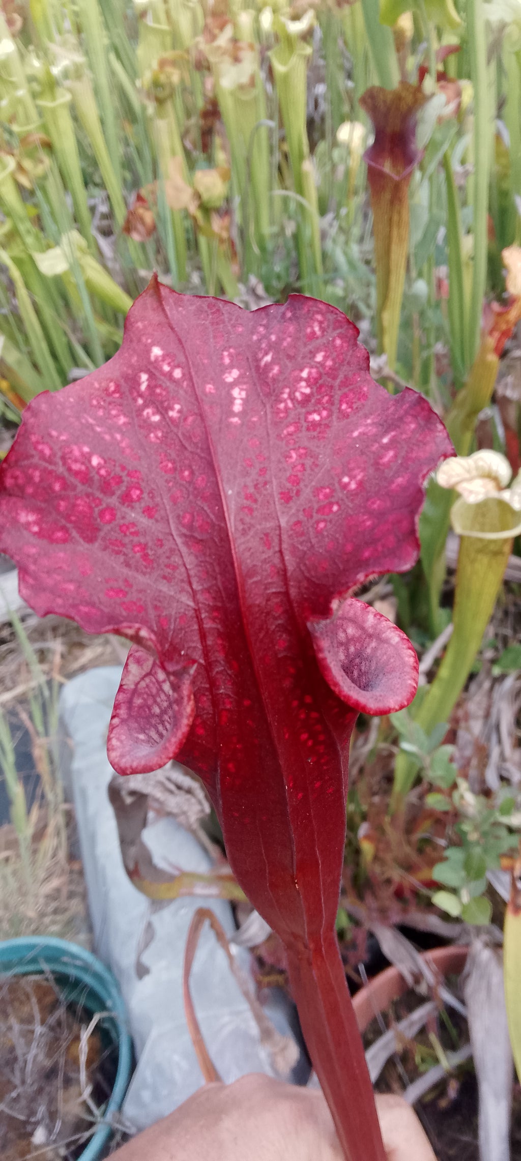 Sarracenia Saurus x Saurus