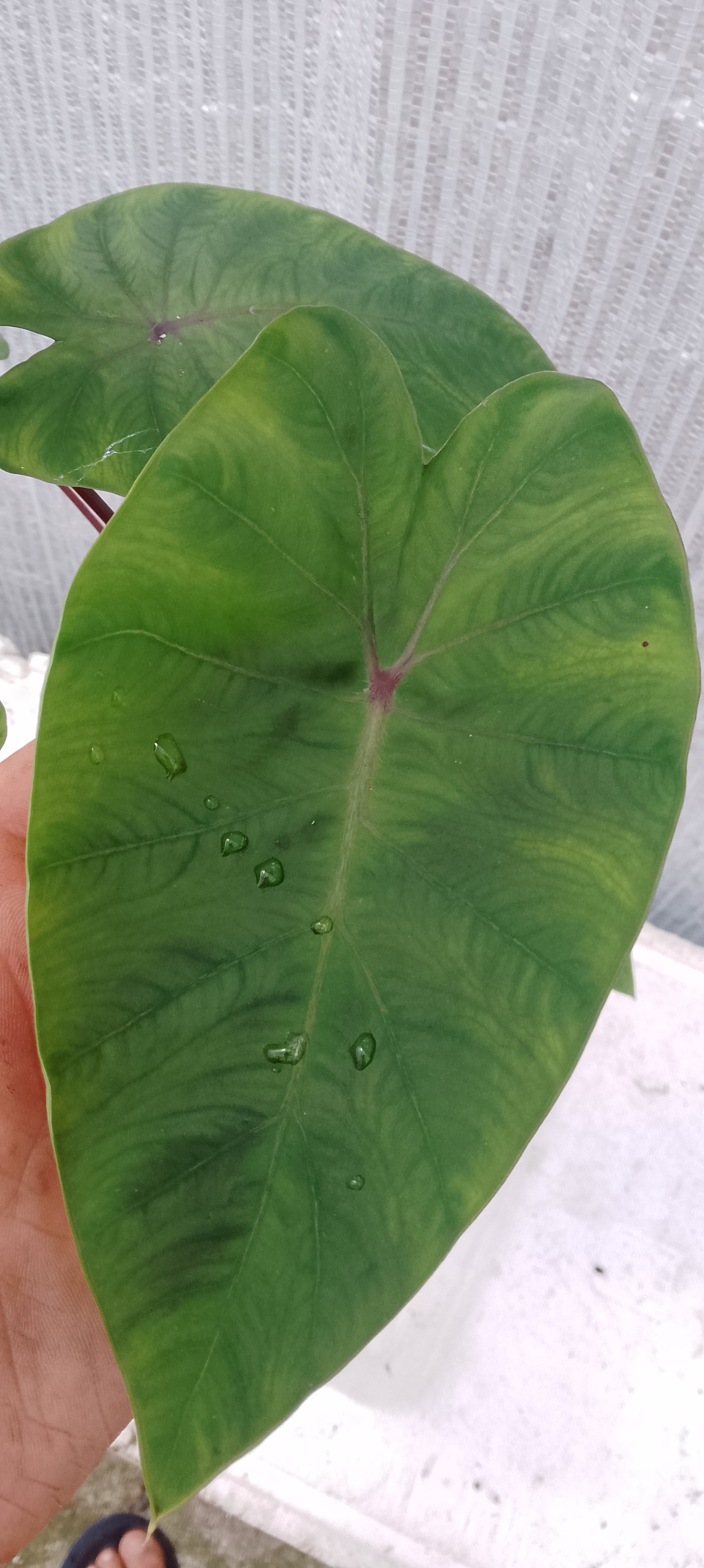 Colocasia de semis 4