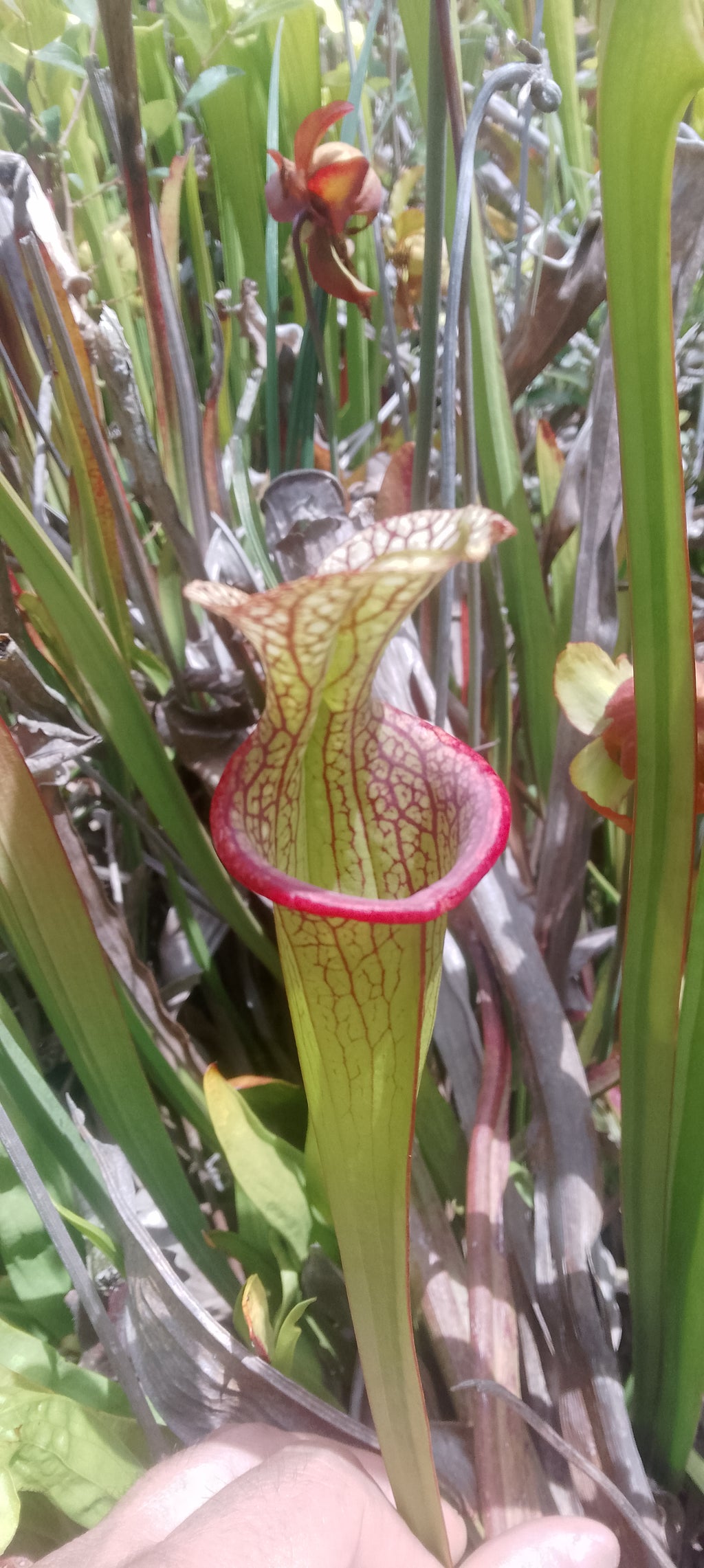 Sarracenia x Moorei