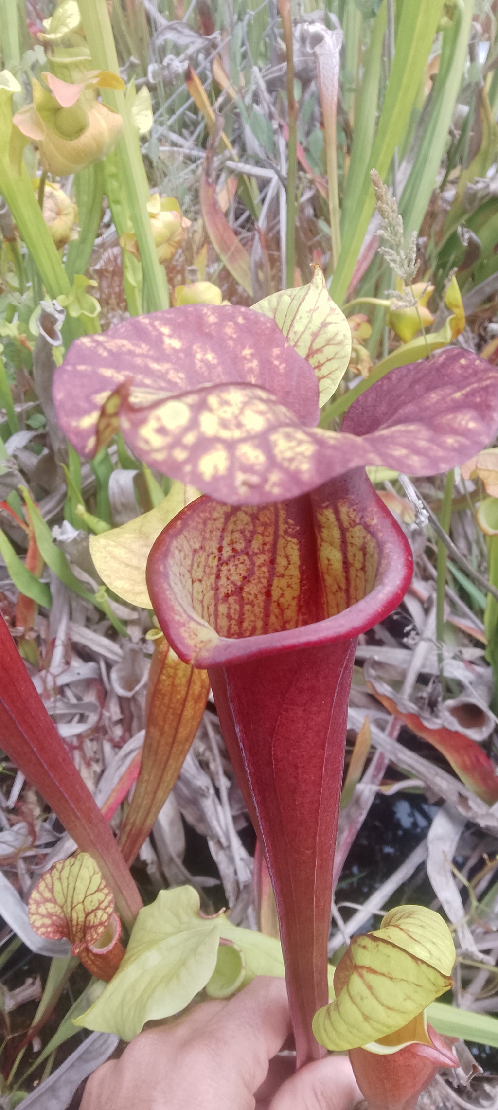 Sarracenia Flava var rubricorpora x Leah Wilkerson