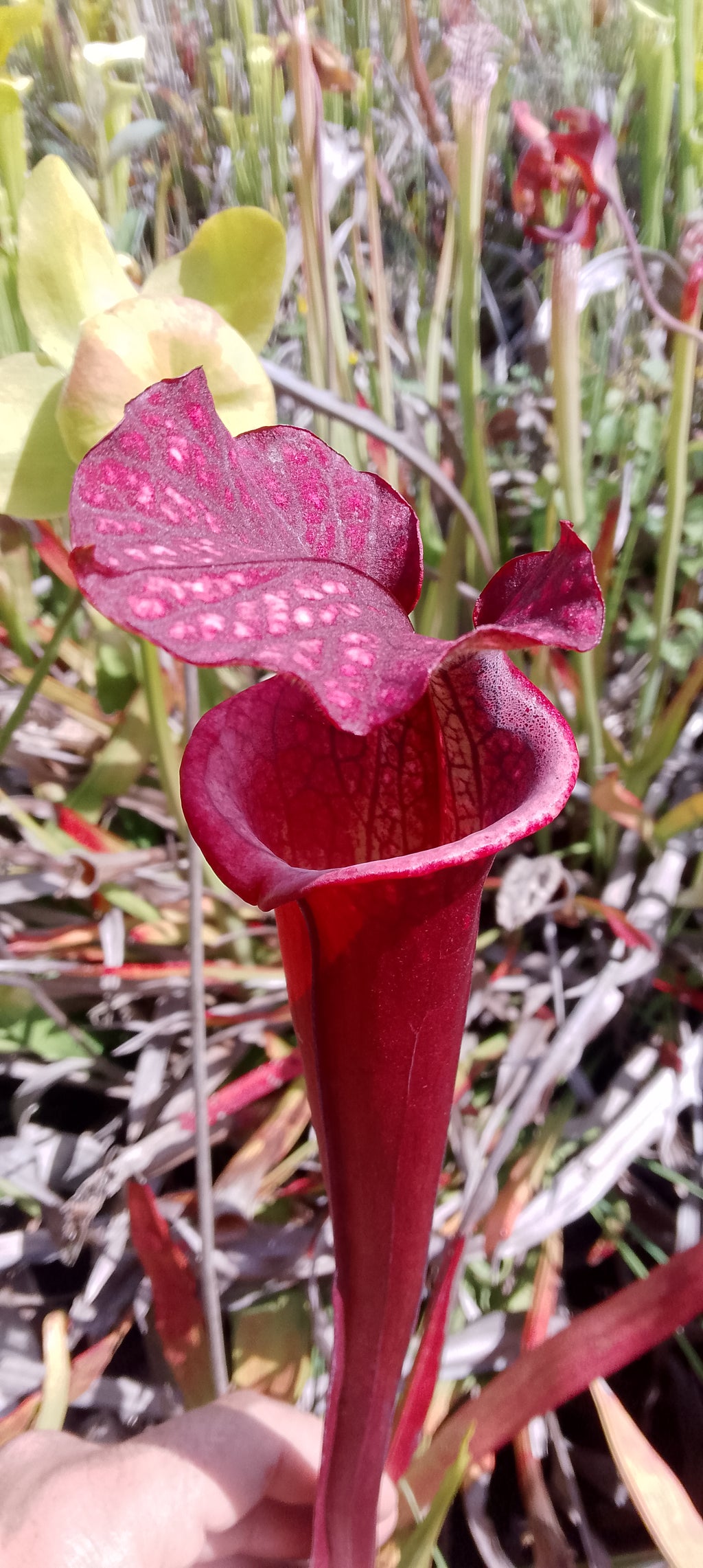 Sarracenia Saurus x Saurus
