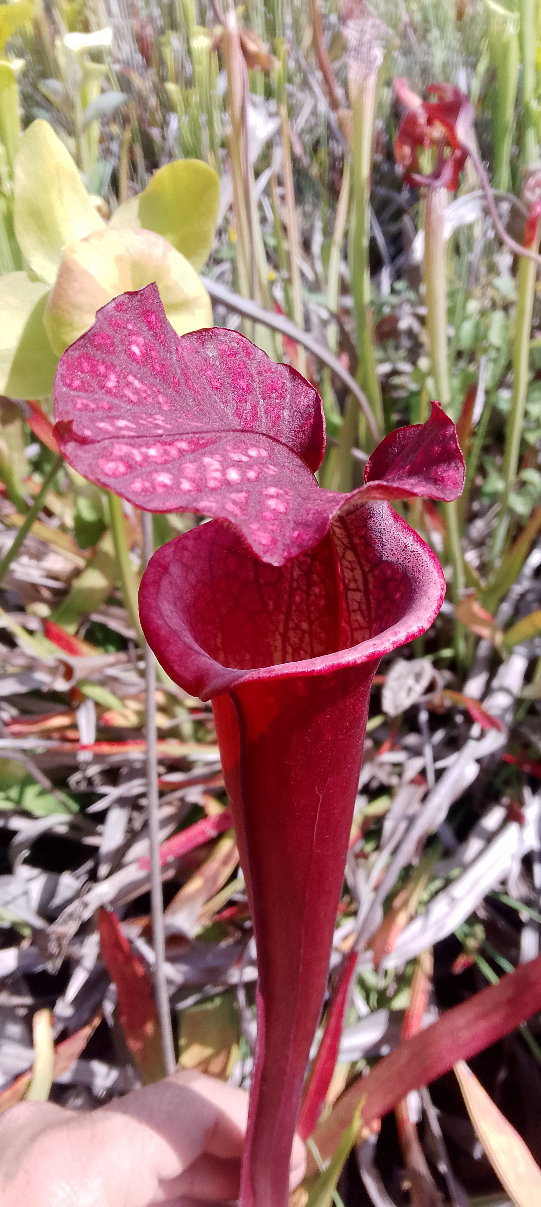 Sarracenia Saurus x Saurus