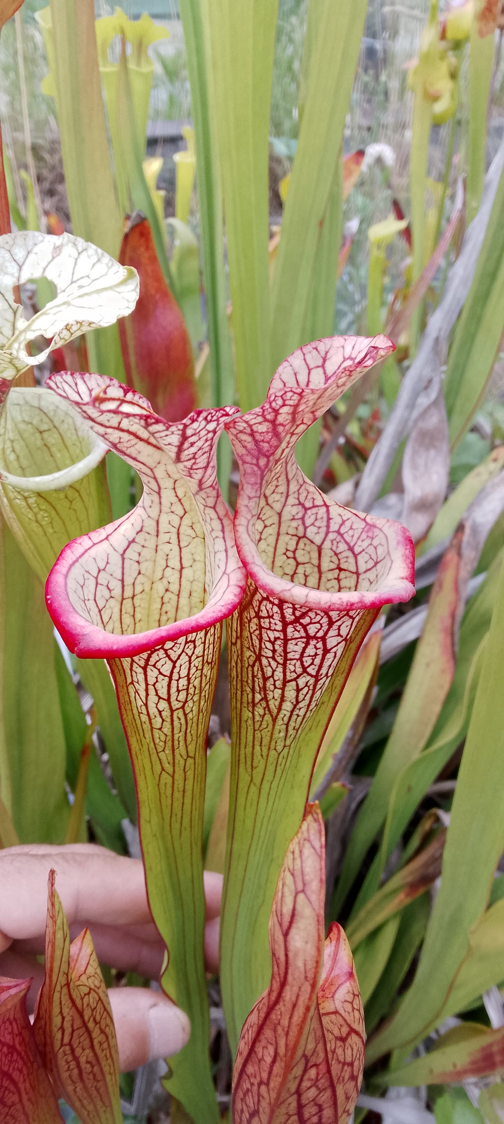 Sarracenia Adrian Slack x Leah Wilkerson