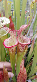 Sarracenia Adrian Slack x Leah Wilkerson