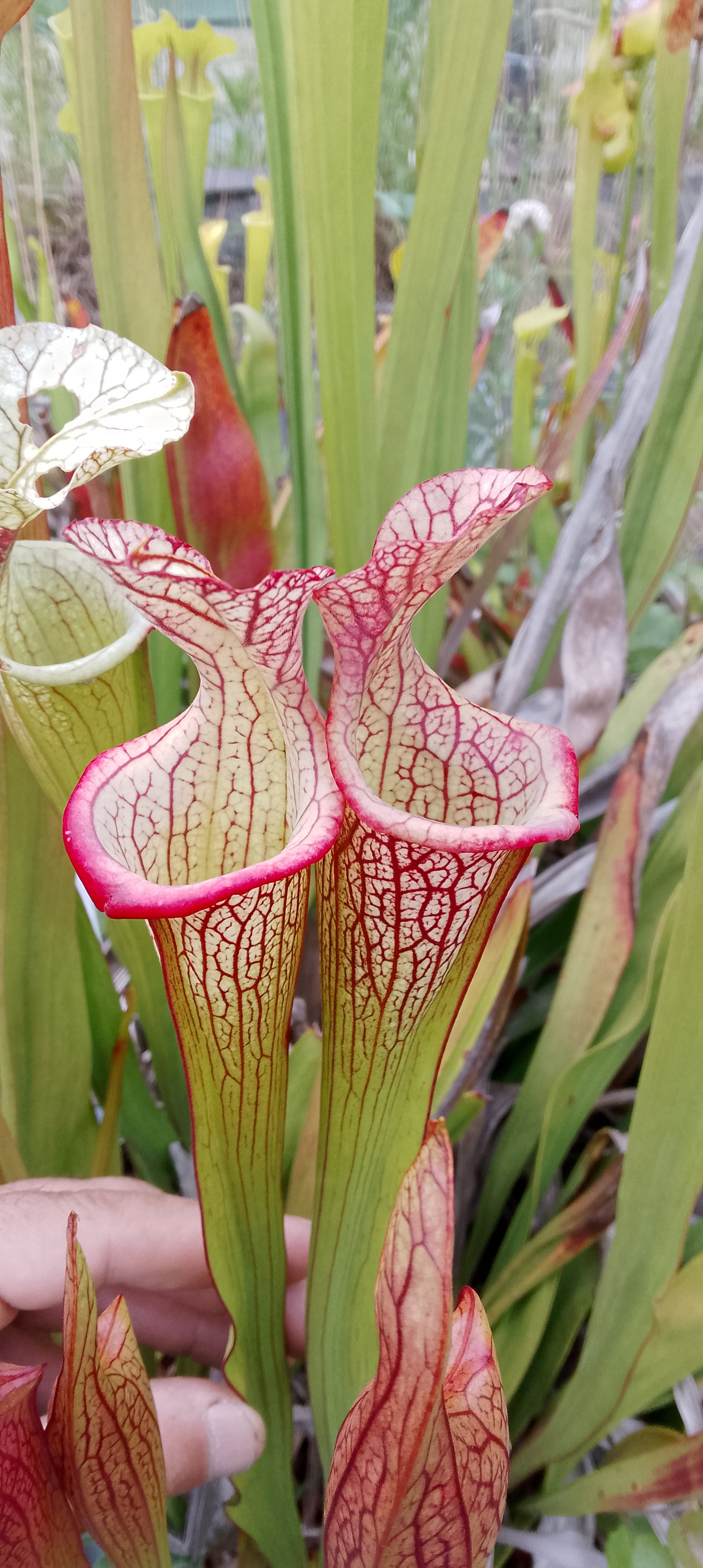 Sarracenia Adrian Slack x Leah Wilkerson
