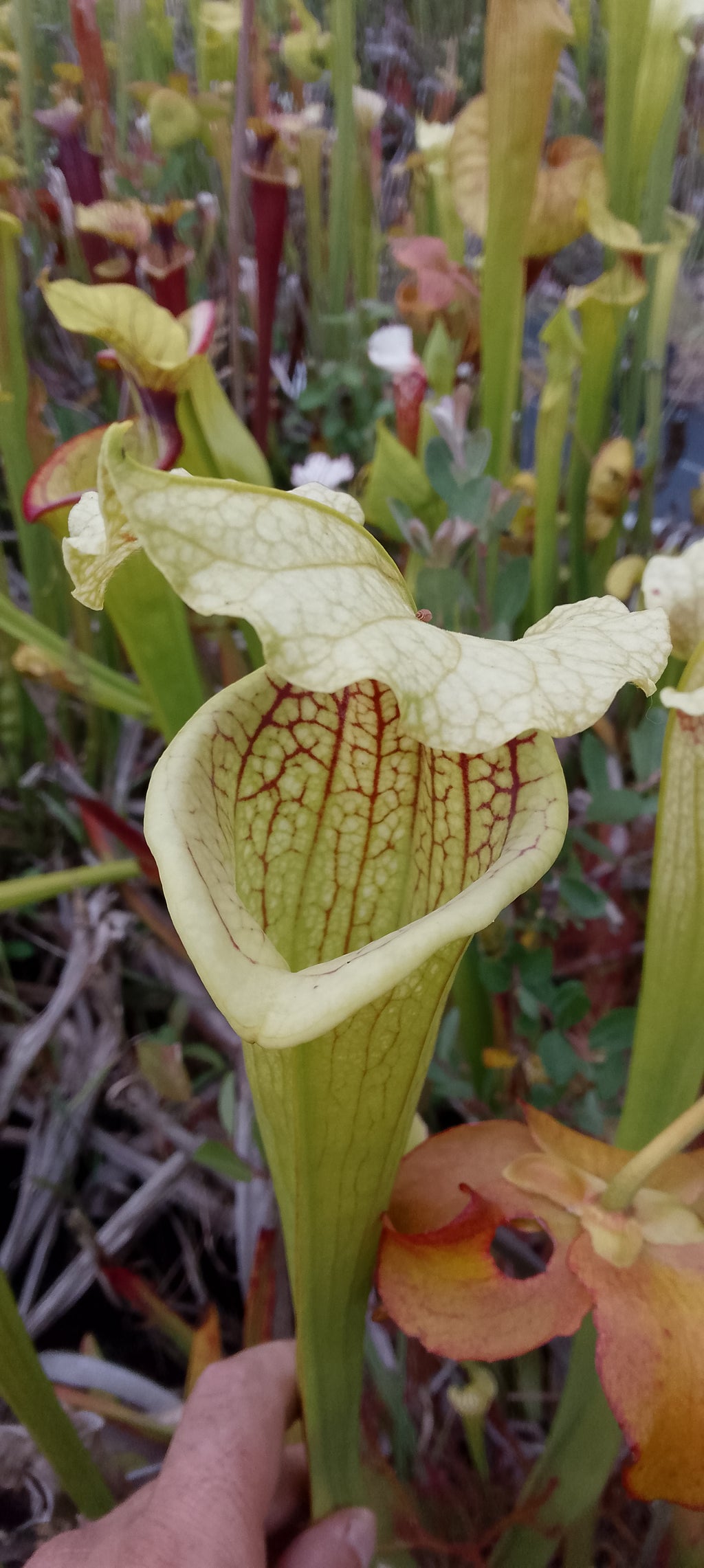Sarracenia x ( Dunes x Goldie) x Adrian Slack