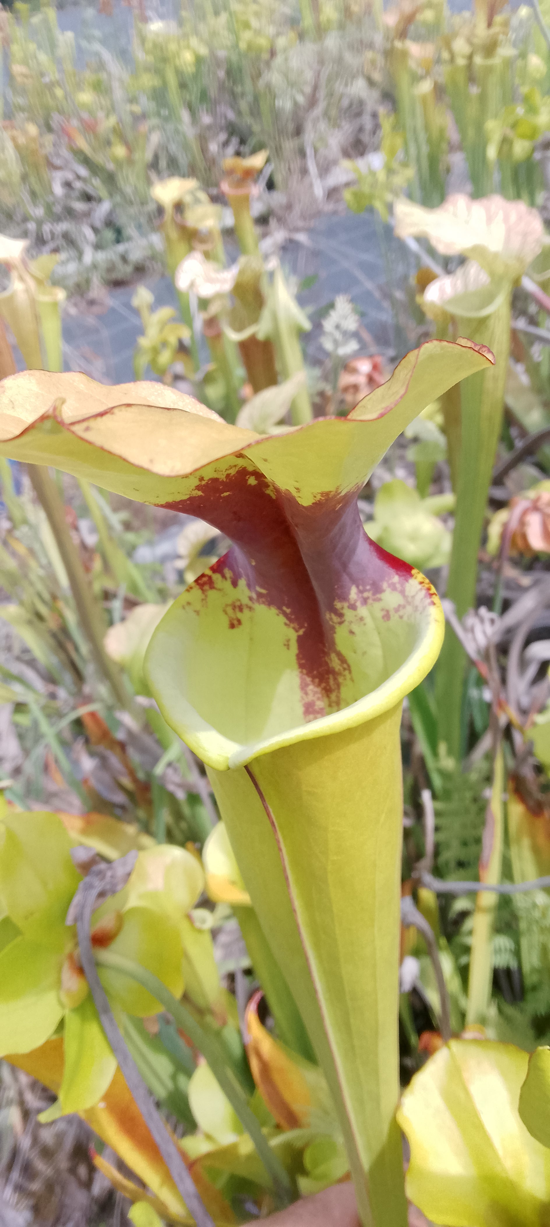Sarracenia Moorei Leah Wilkerson x Leah Wilkerson