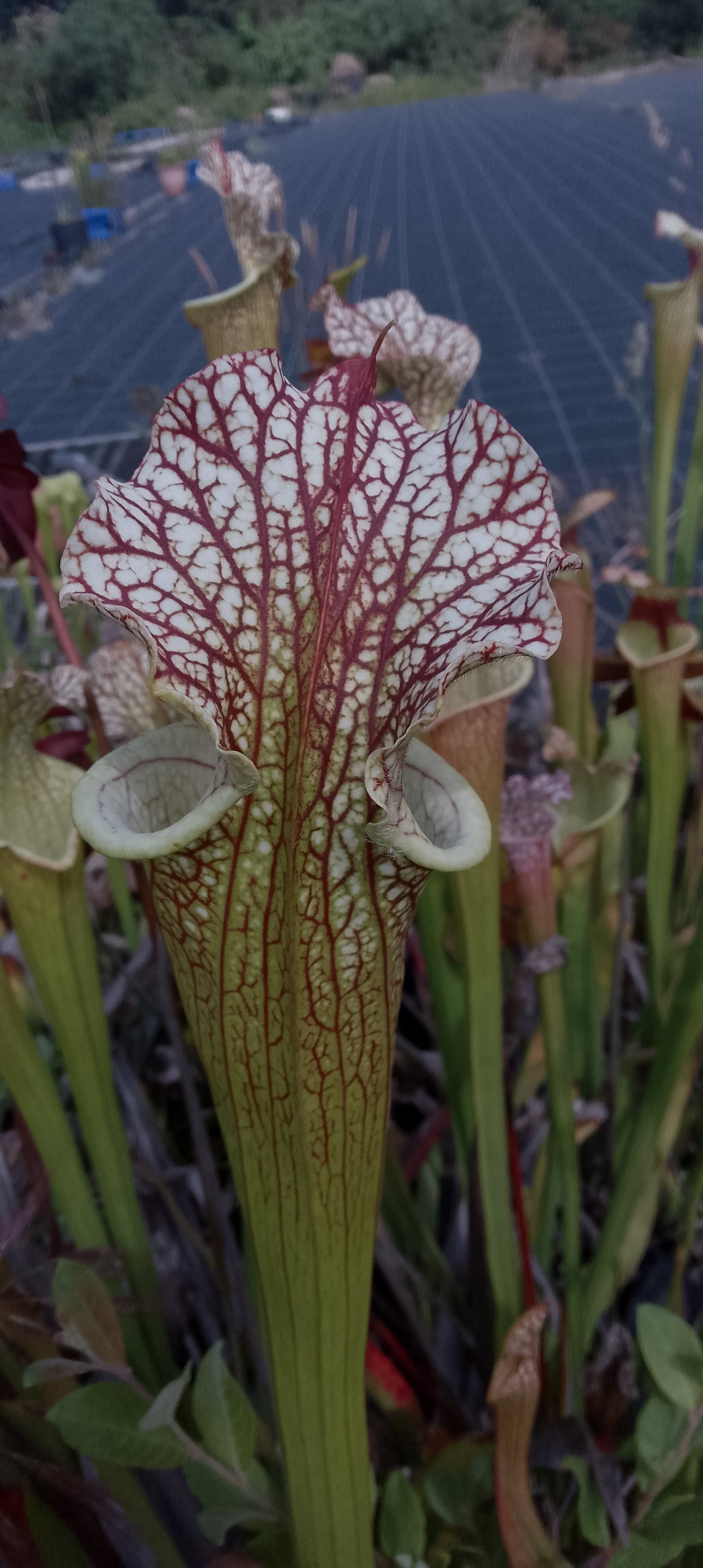 Sarracenia x Moorei