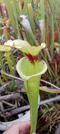Sarracenia Leah Wilkerson x Leah Wilkerson
