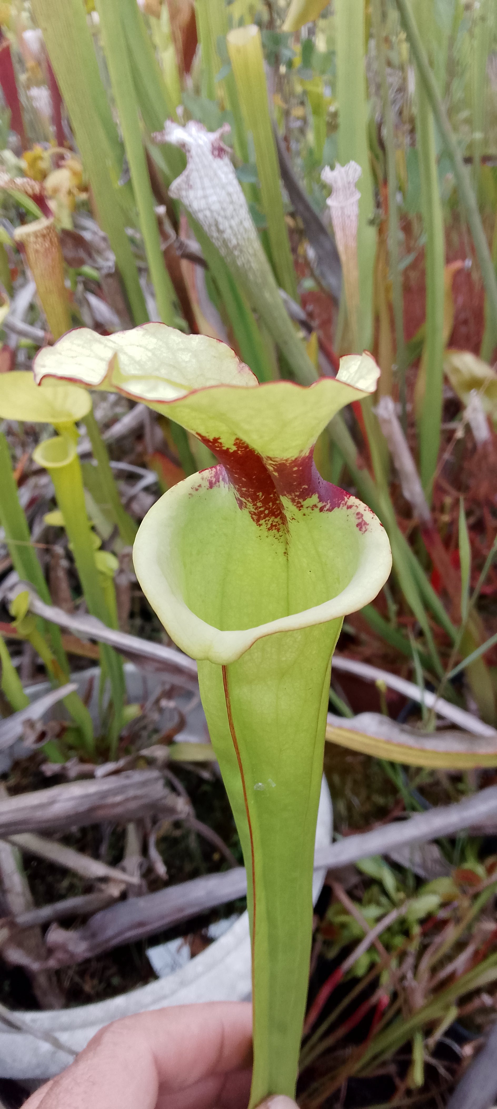 Sarracenia Leah Wilkerson x Leah Wilkerson