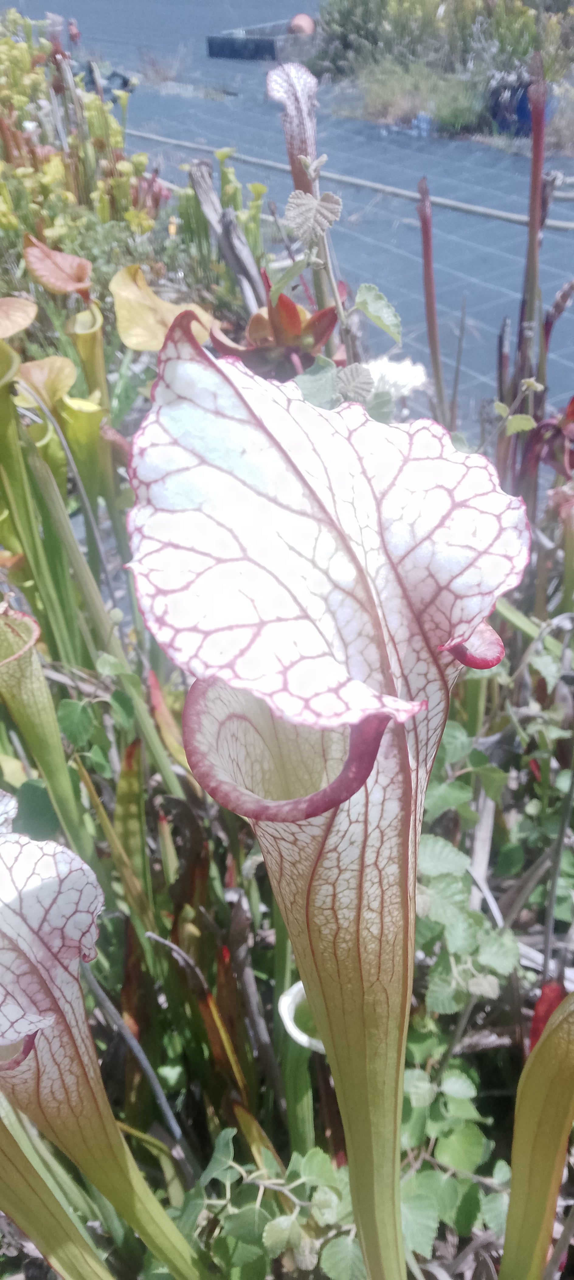 Sarracenia x Moorei