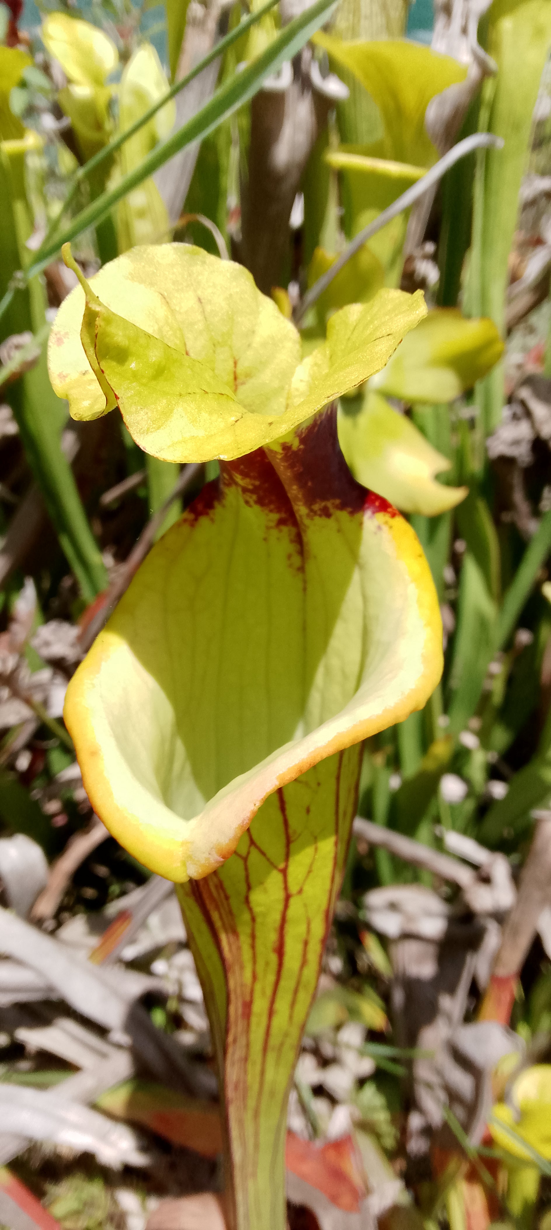 Sarracenia x Gorilla Sunshine