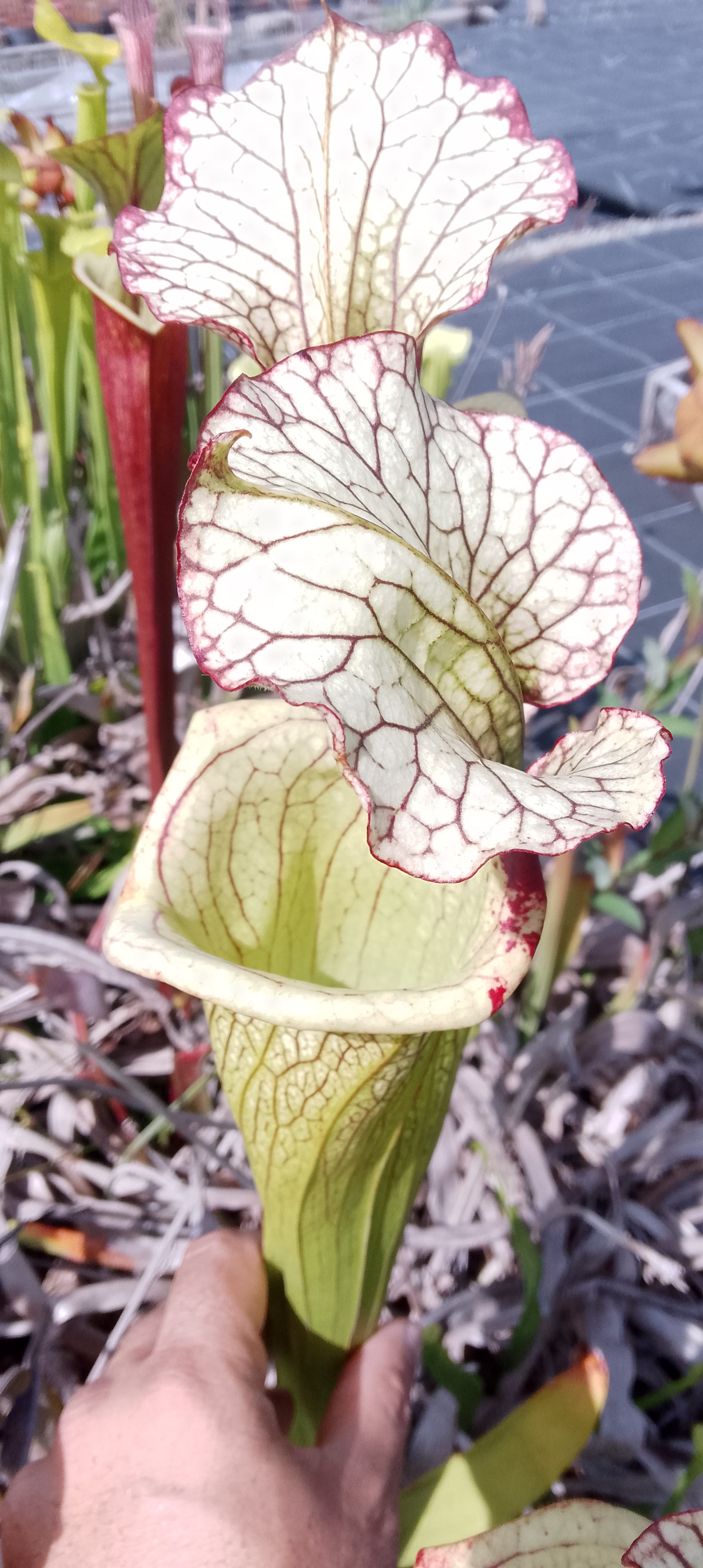 Sarracenia x Moorei Leah Wilkerson
