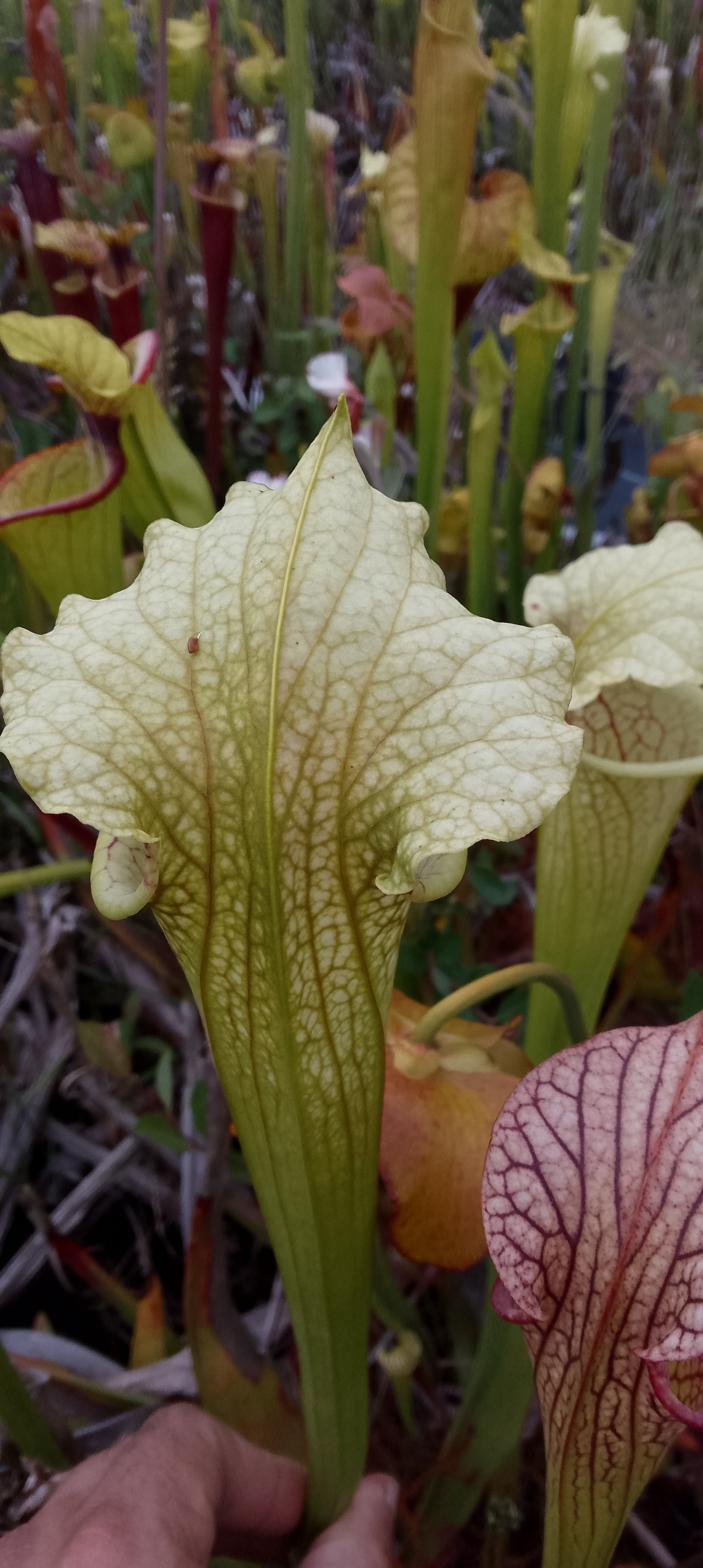 Sarracenia x ( Dunes x Goldie) x Adrian Slack