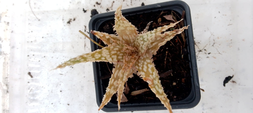 Aloe hybride