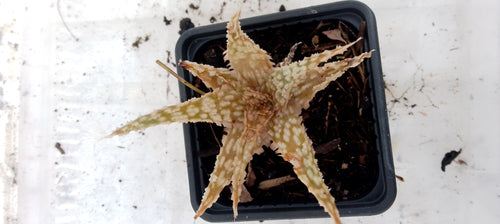 Aloe hybride