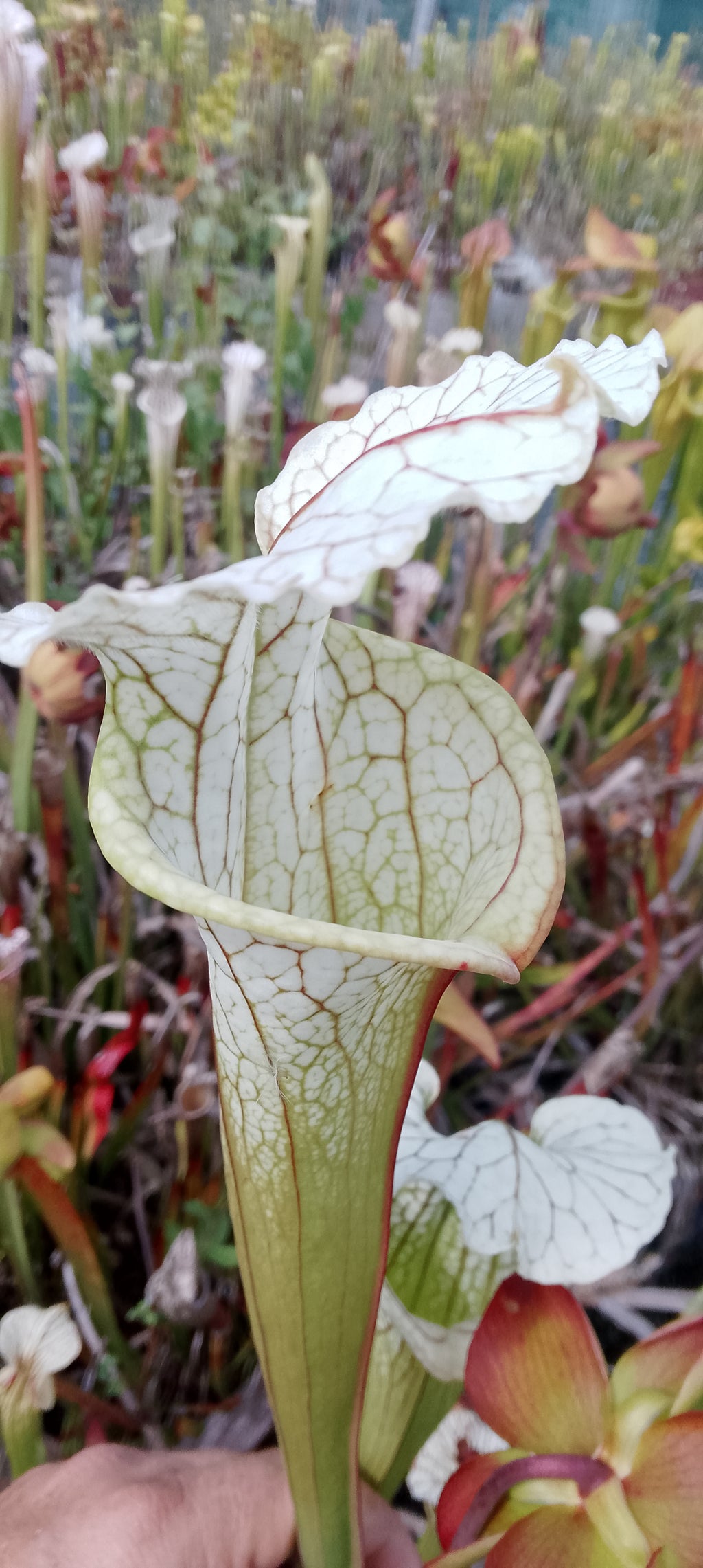 Sarracenia x( Moorei x leucophylla)
