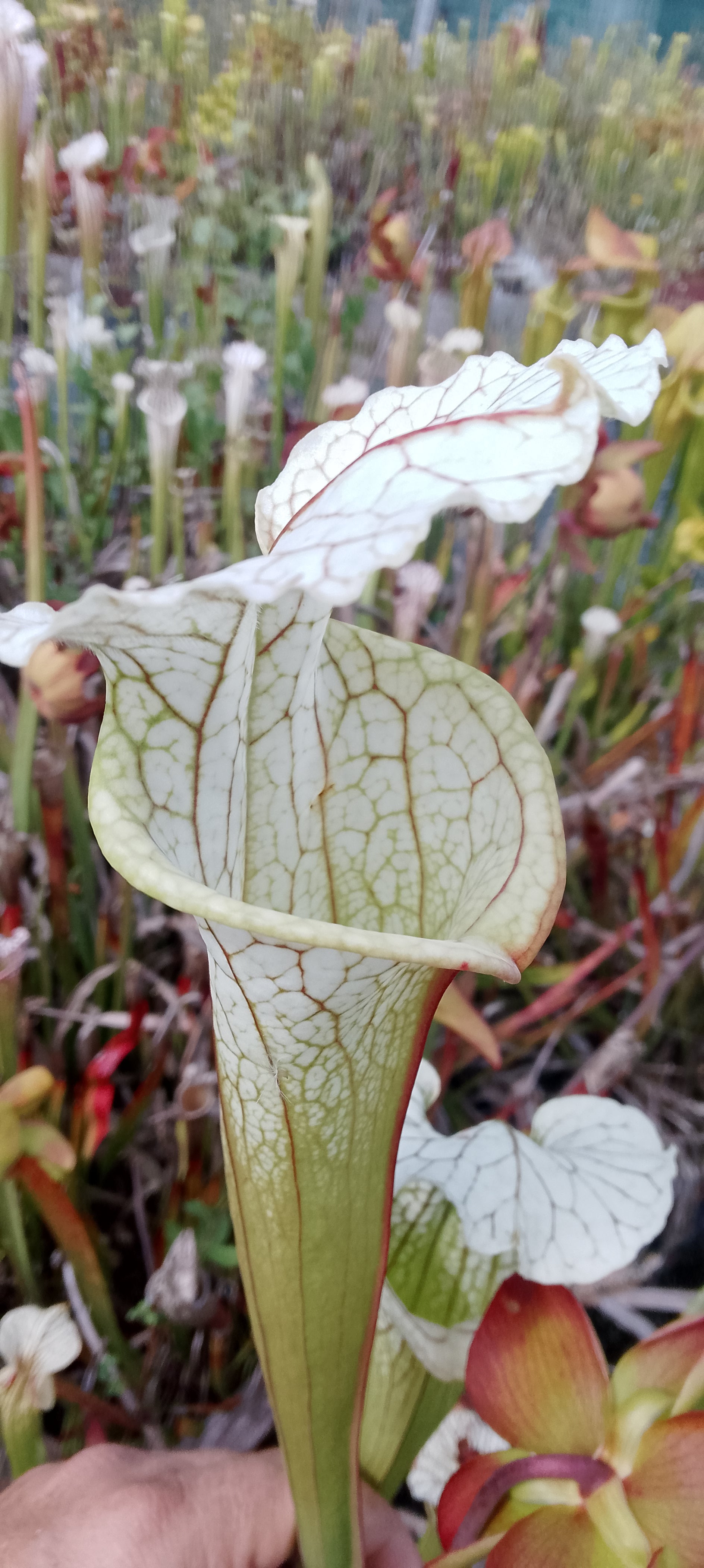 Sarracenia x( Moorei x leucophylla)