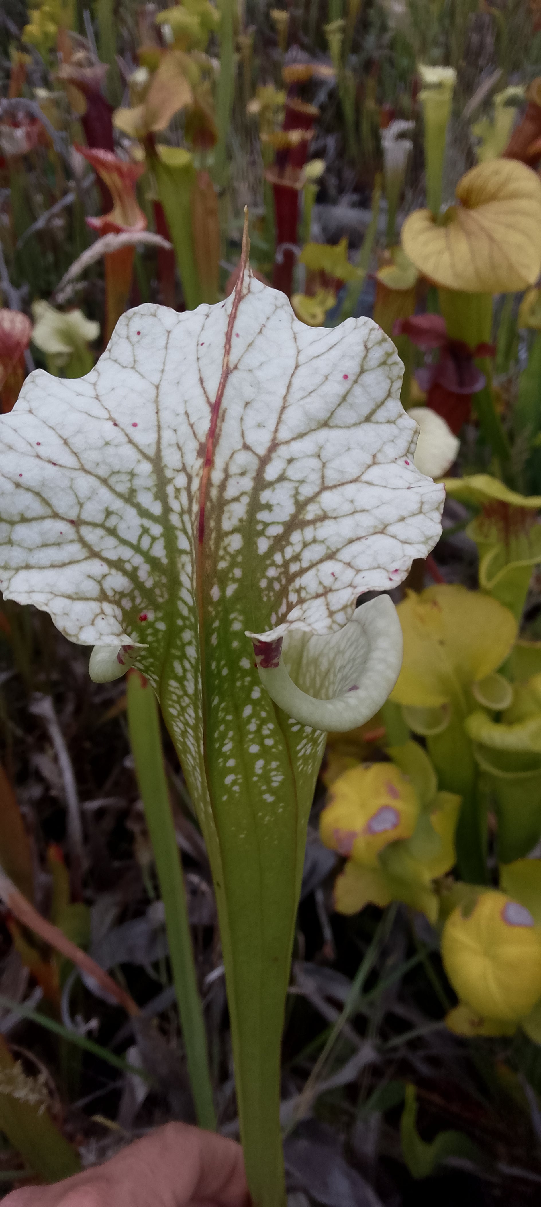 Sarracenia x Moorei x Moorei