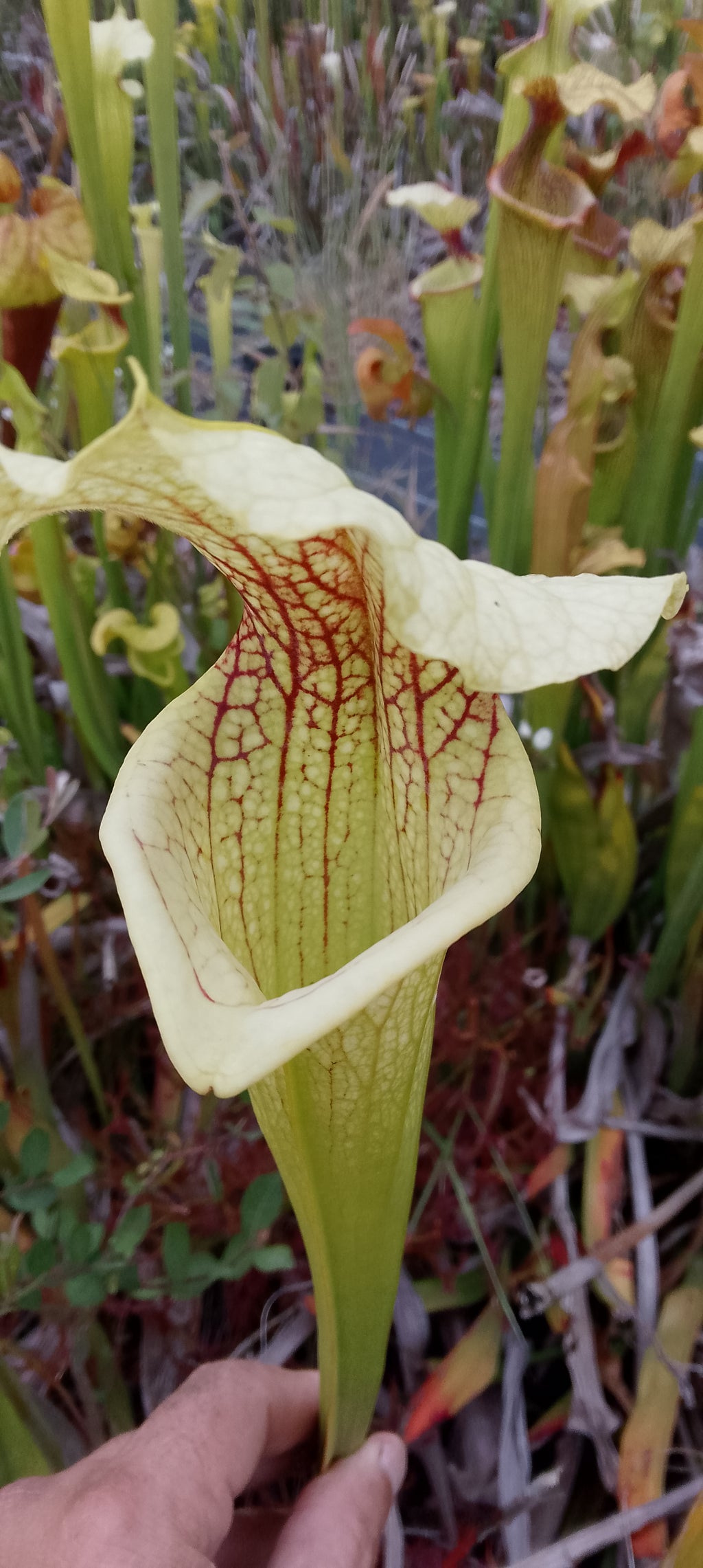 Sarracenia x ( Dunes x Goldie) x Adrian Slack