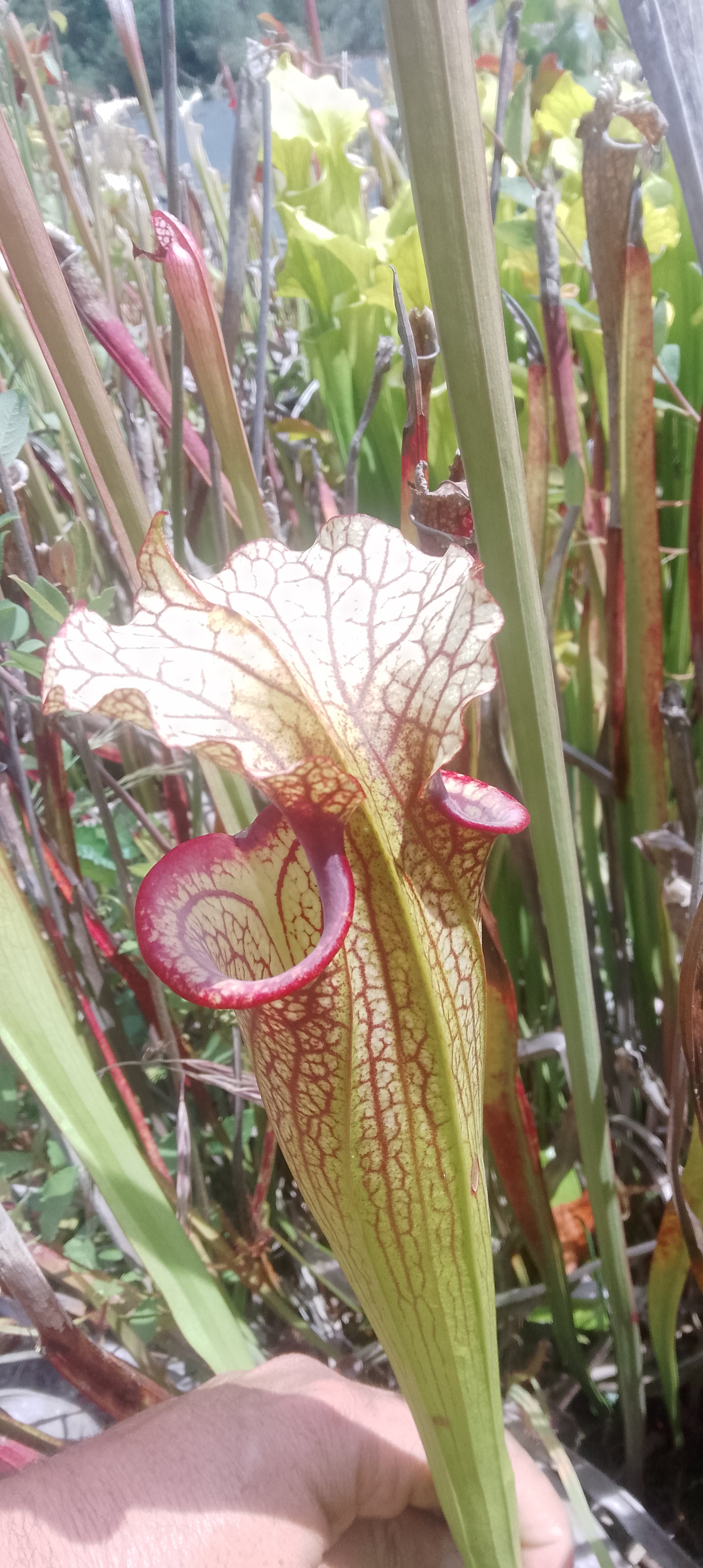 Sarracenia x Moorei