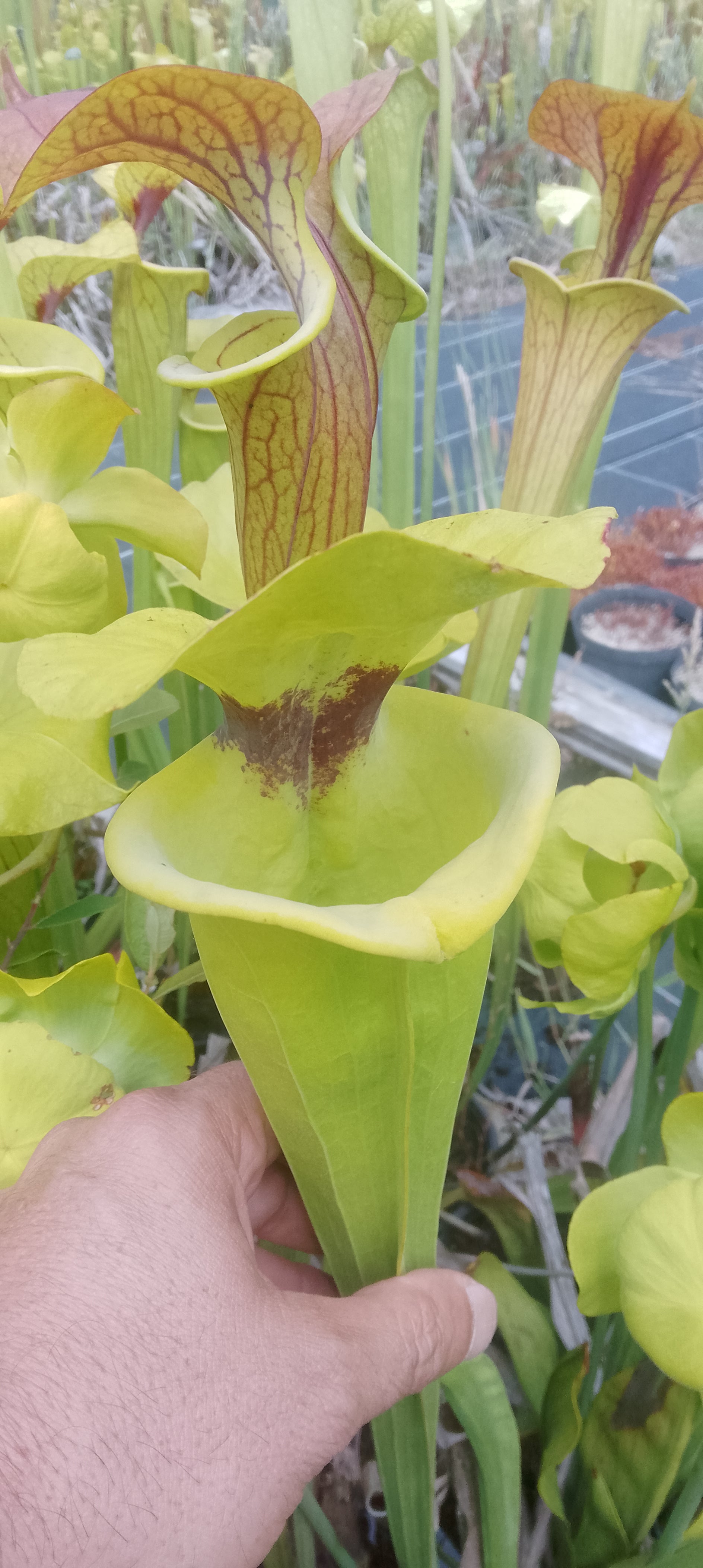 Sarracenia Flava var rugelii