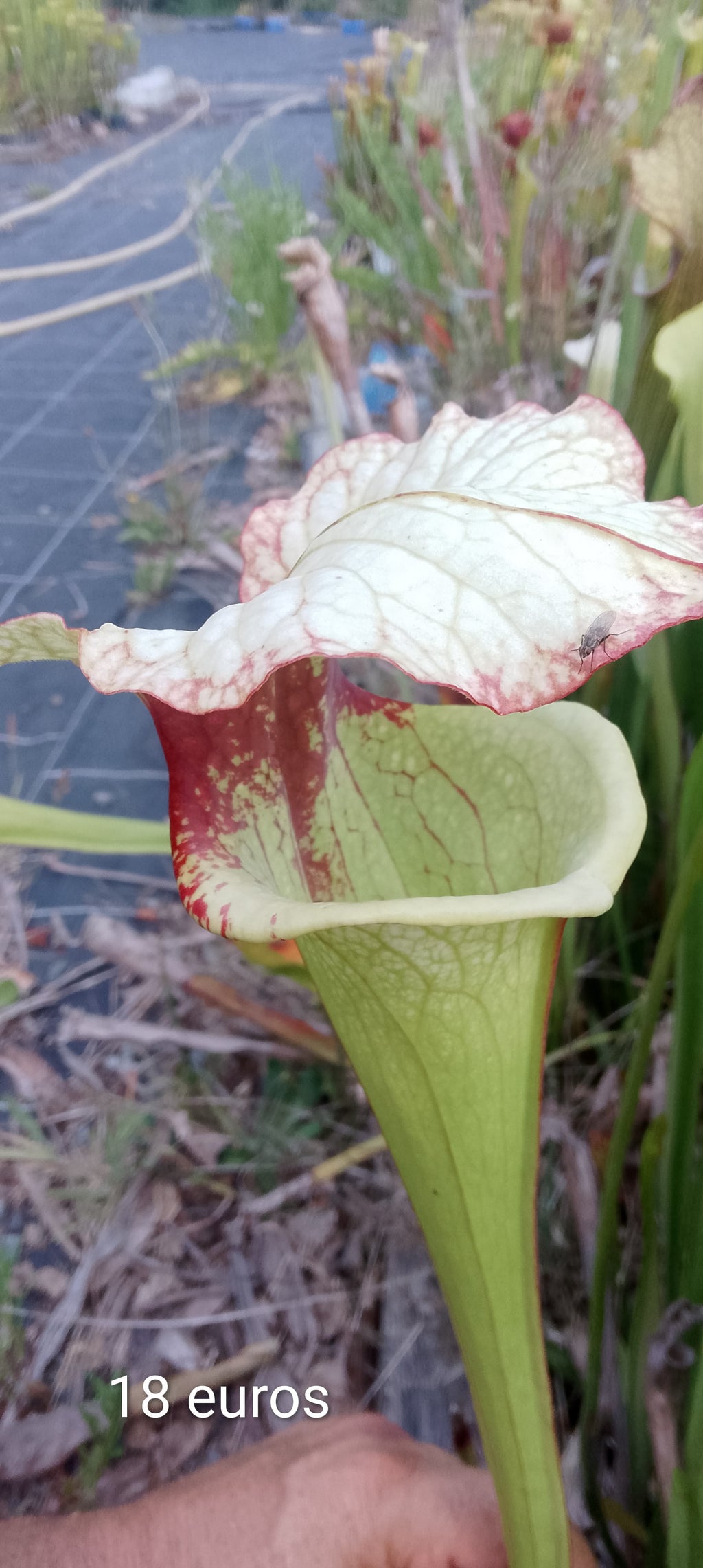 Sarracenia x Moorei