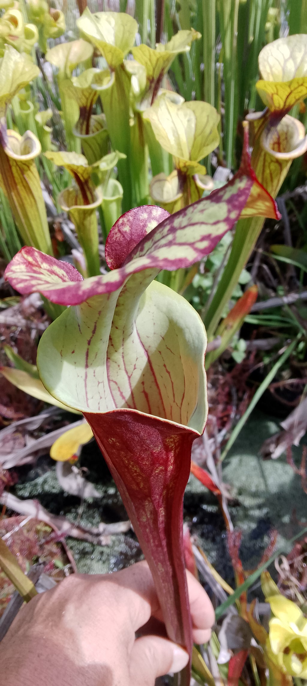 Sarracenia x (Sergent Hartmann x Flava rubricorpora)