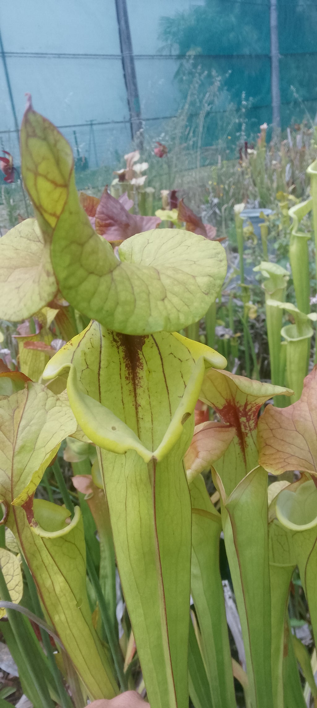 Sarracenia Flava var cuprea Fat Boy Slim