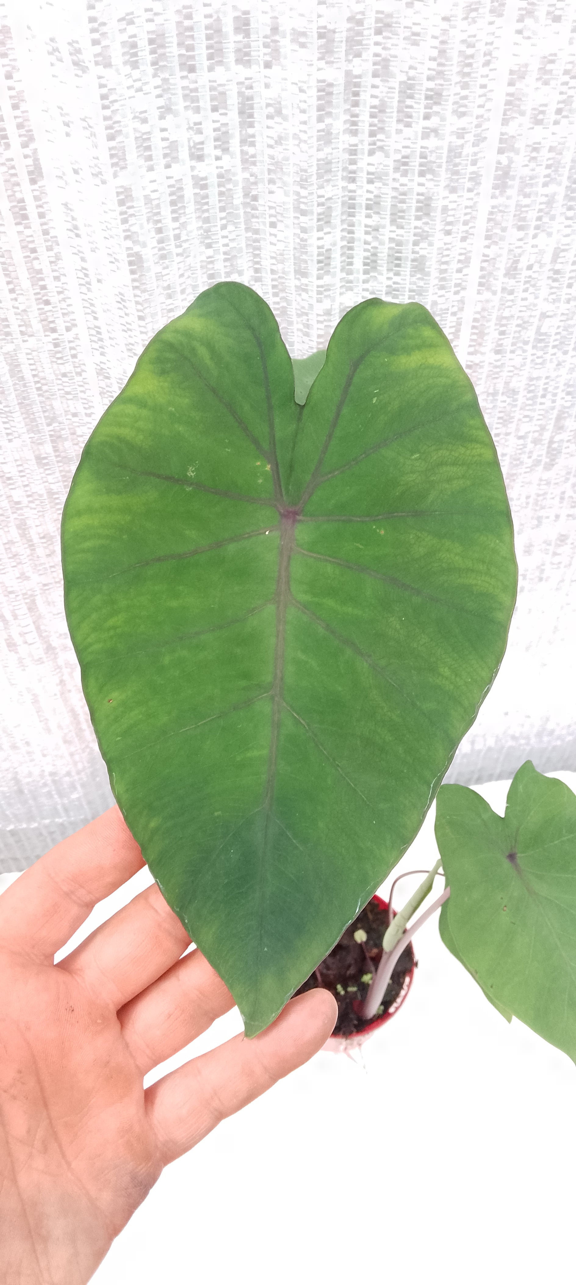 Colocasia de semis 2