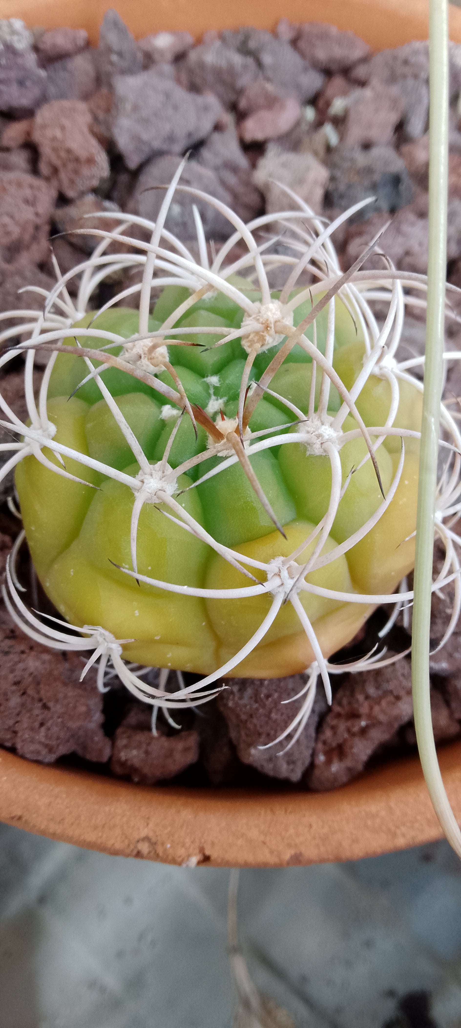 Gymnocalycium plfanzii lot de 5 plants issu de semis.